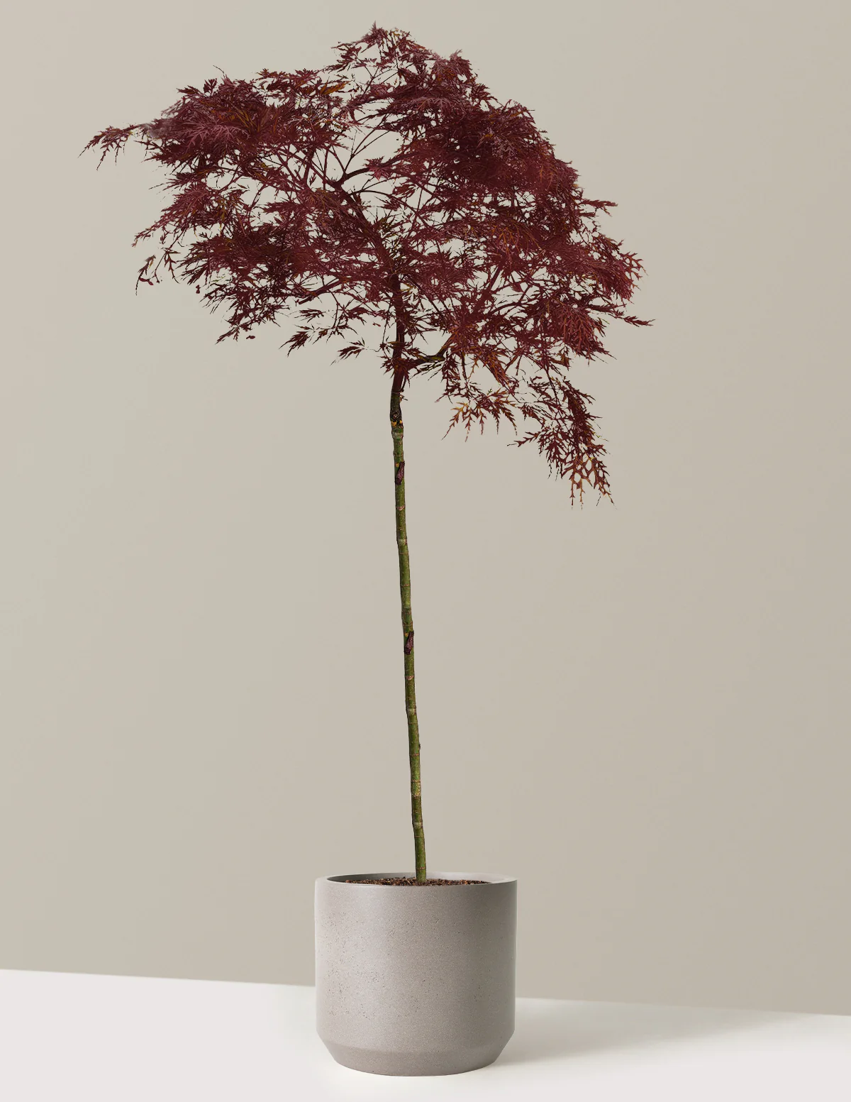 Red Dragon Japanese Maple Tree - Image 11