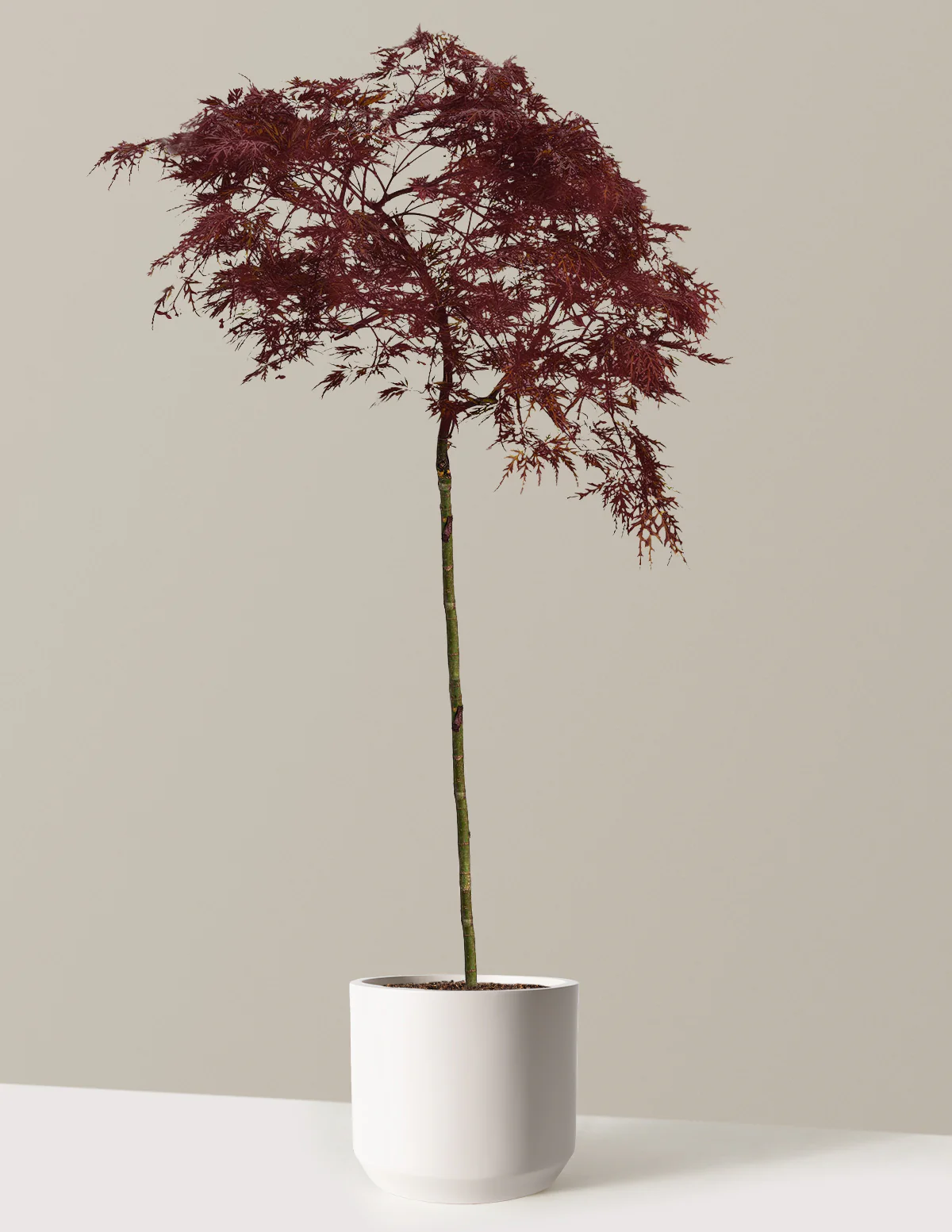 Red Dragon Japanese Maple Tree - Image 12