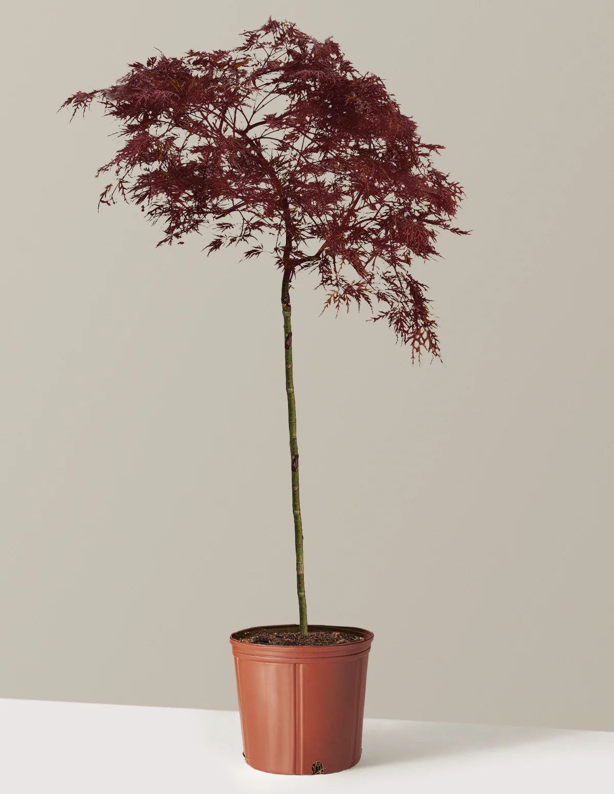Red Dragon Japanese Maple Tree - Image 13