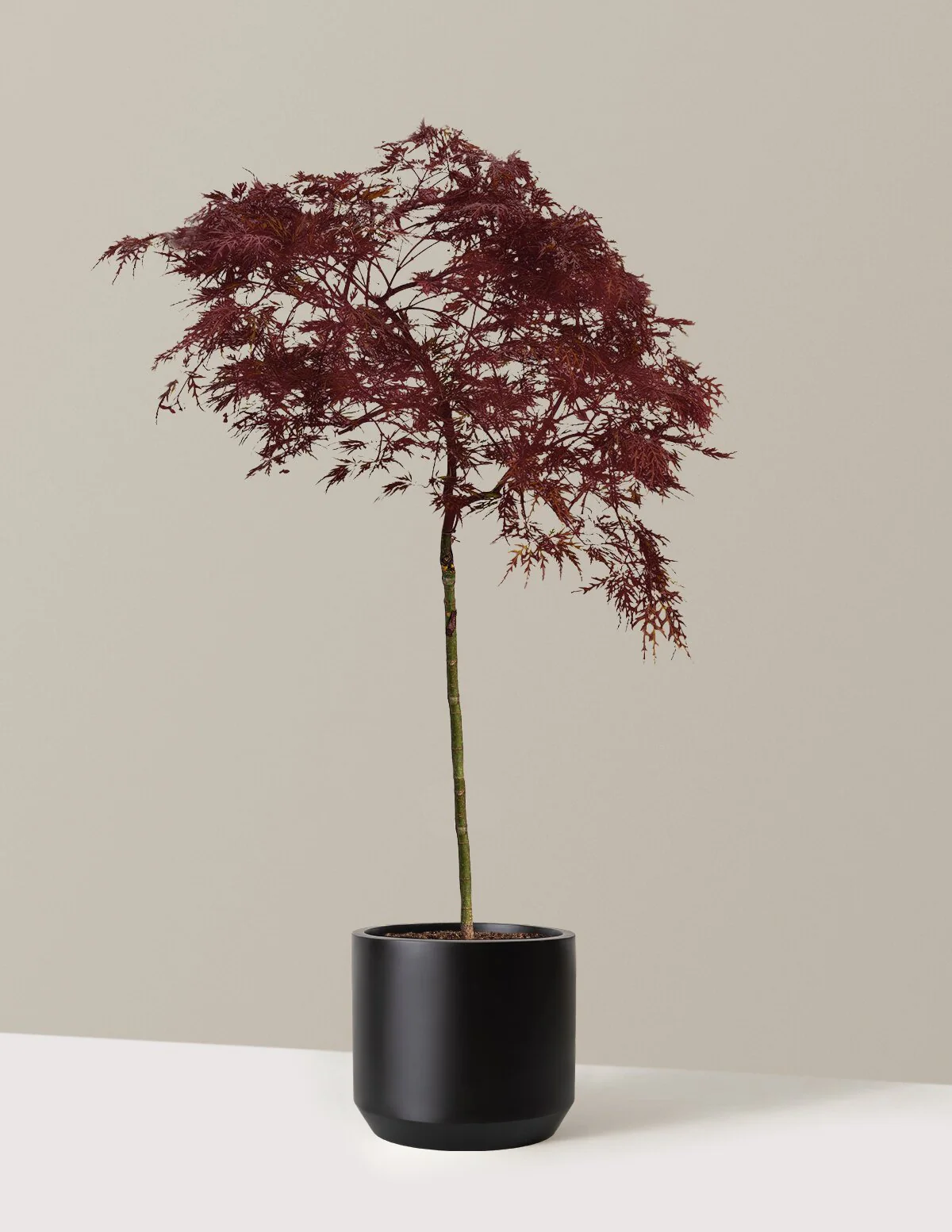 Red Dragon Japanese Maple Tree - Image 14