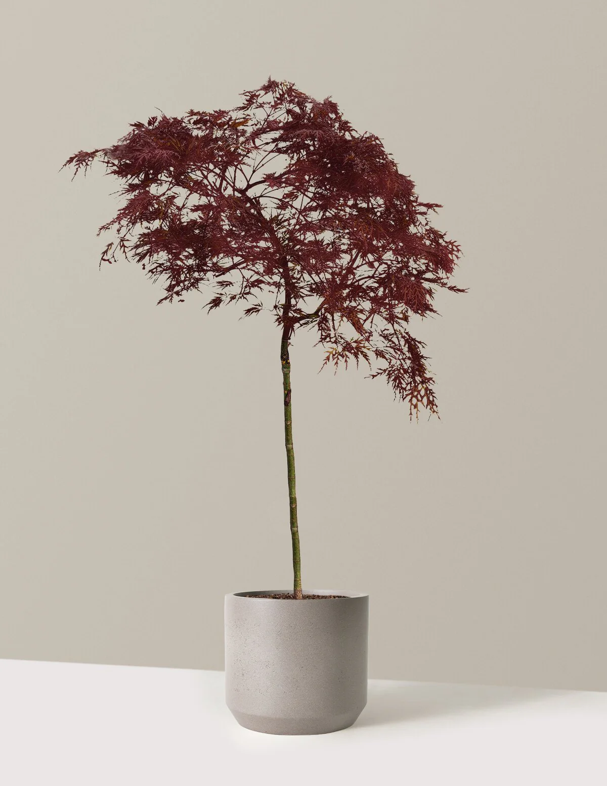 Red Dragon Japanese Maple Tree - Image 15