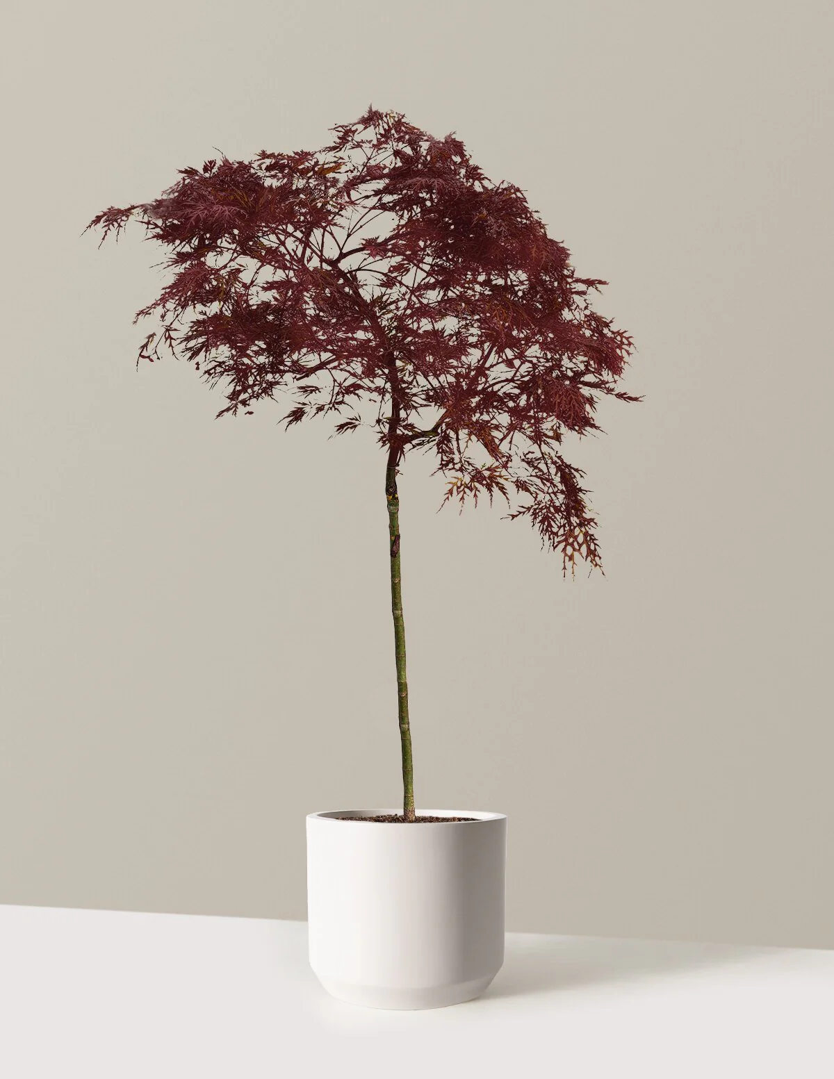 Red Dragon Japanese Maple Tree - Image 16