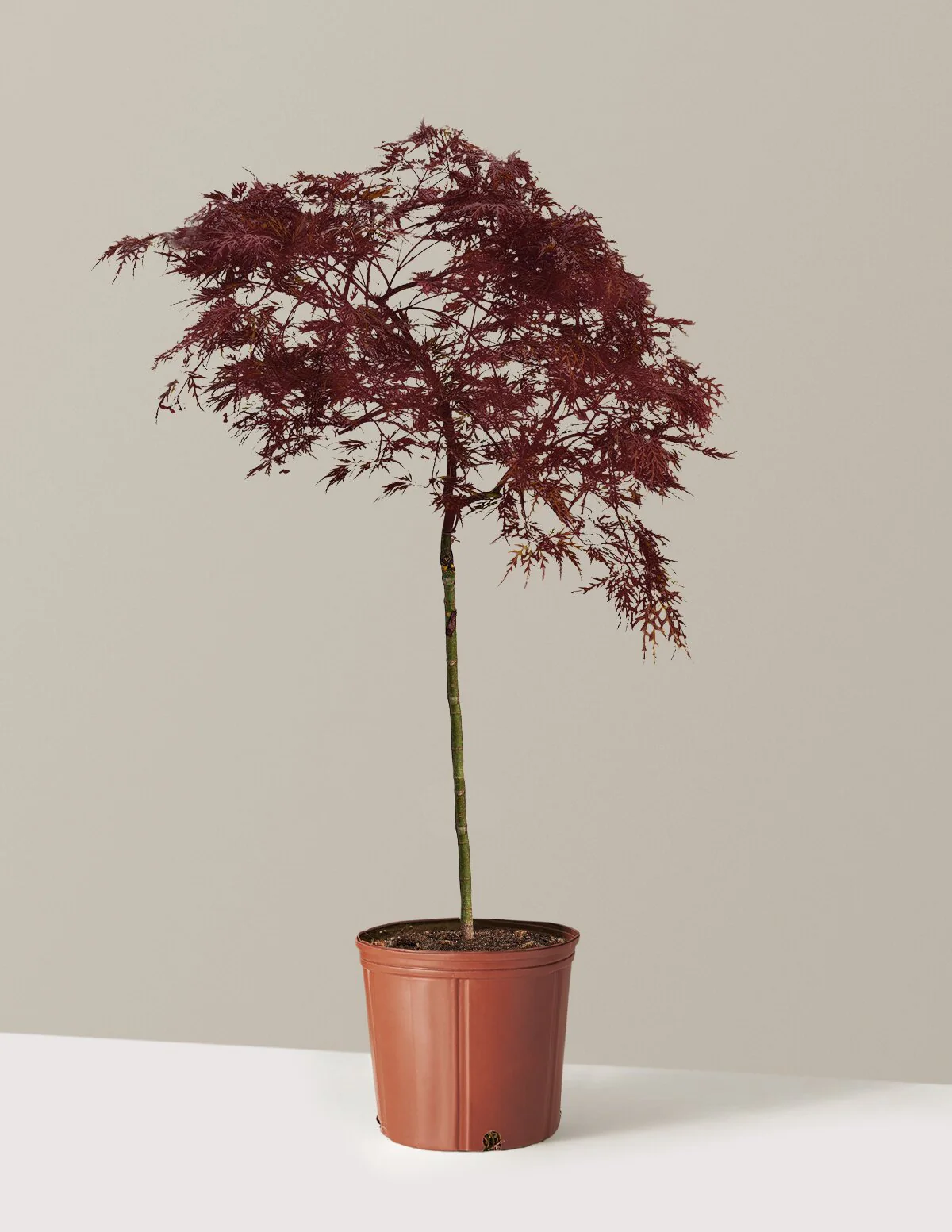 Red Dragon Japanese Maple Tree - Image 17