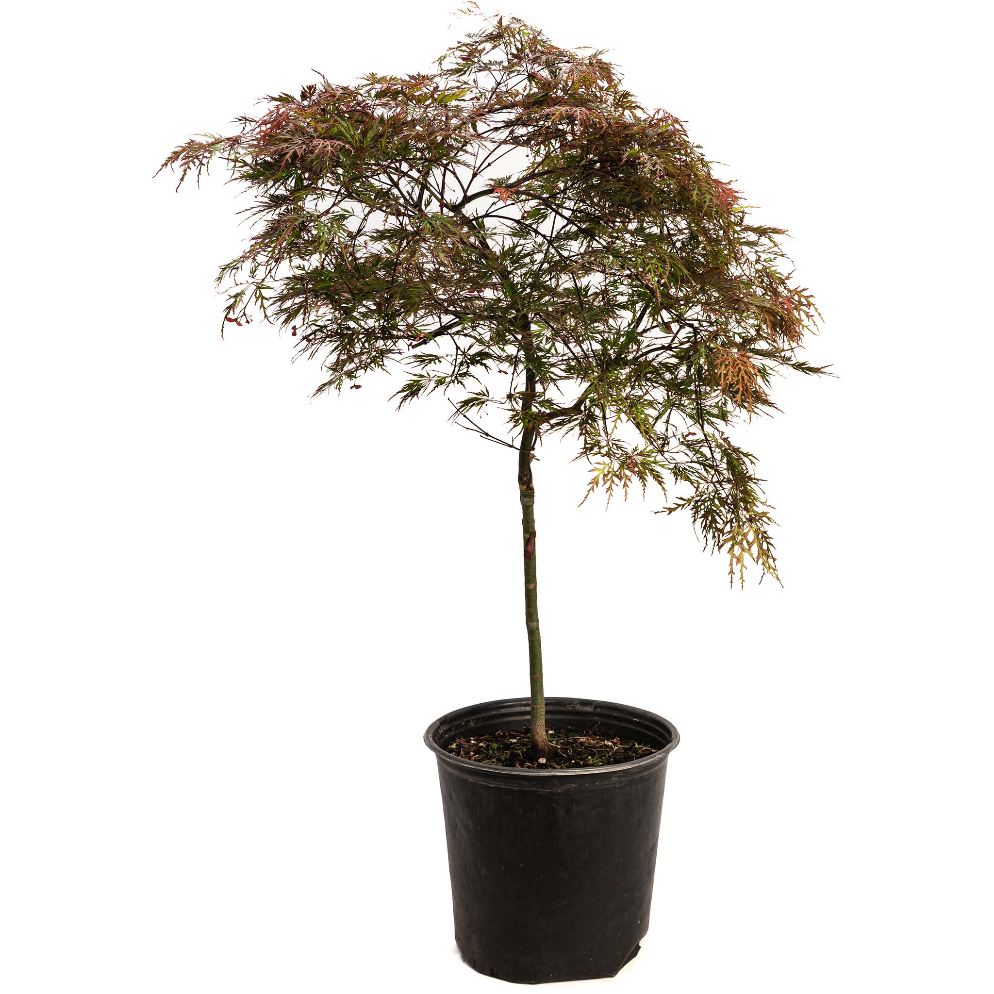 Red Dragon Japanese Maple Tree - Image 18