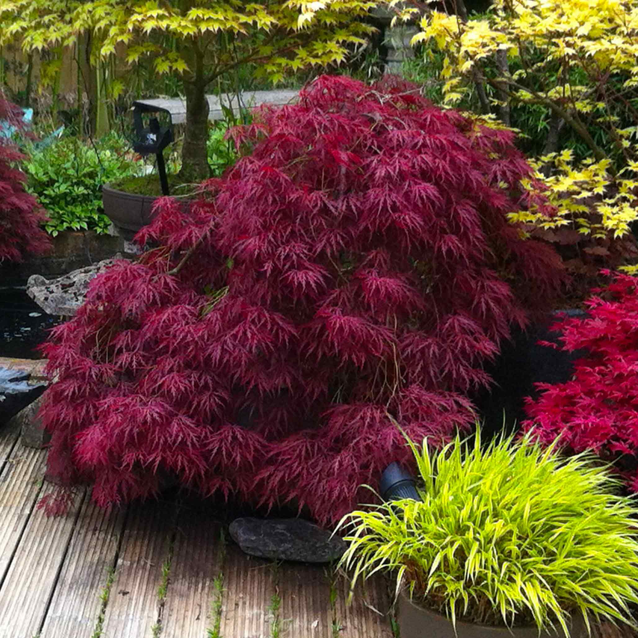 Red Dragon Japanese Maple Tree - Image 3