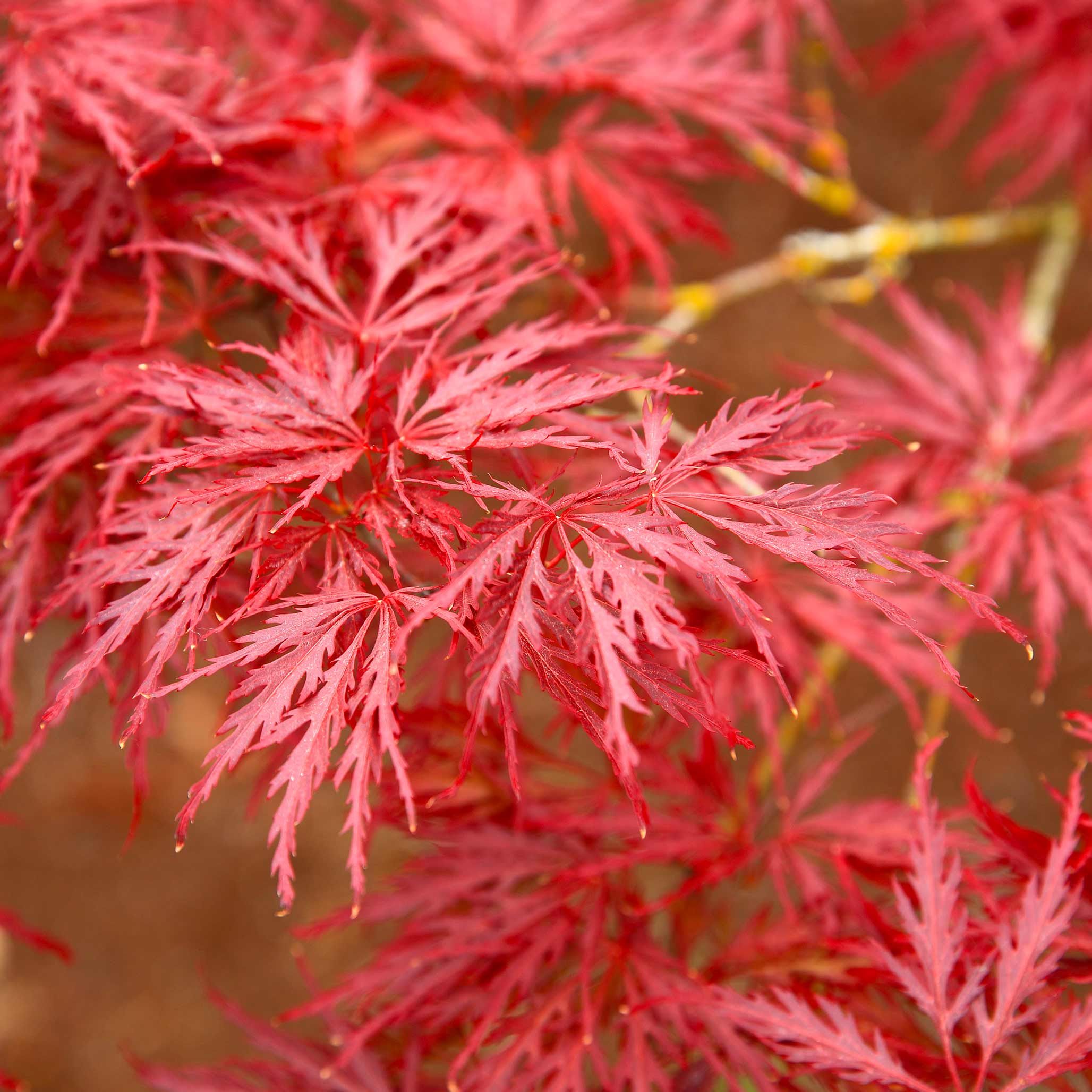 Red Dragon Japanese Maple Tree - Image 4