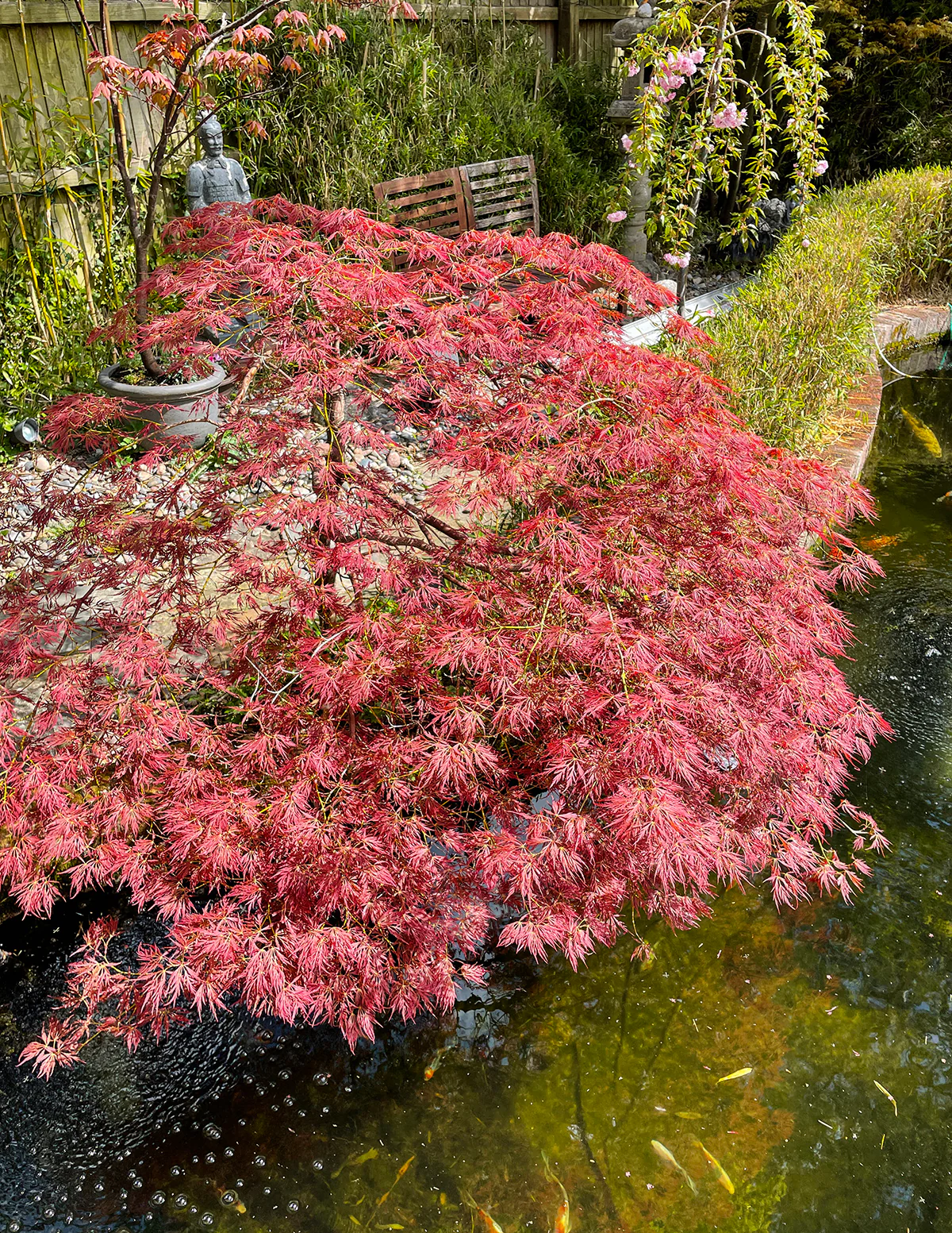 Red Dragon Japanese Maple Tree - Image 6