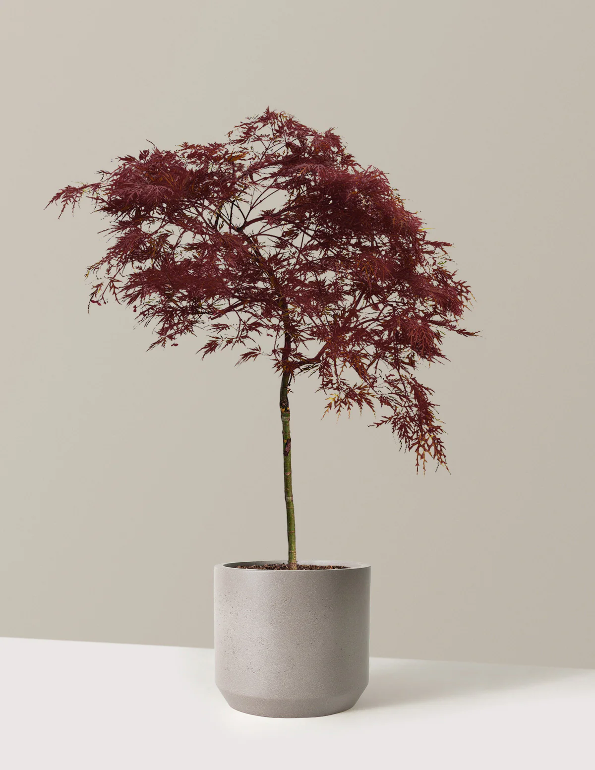 Red Dragon Japanese Maple Tree - Image 7