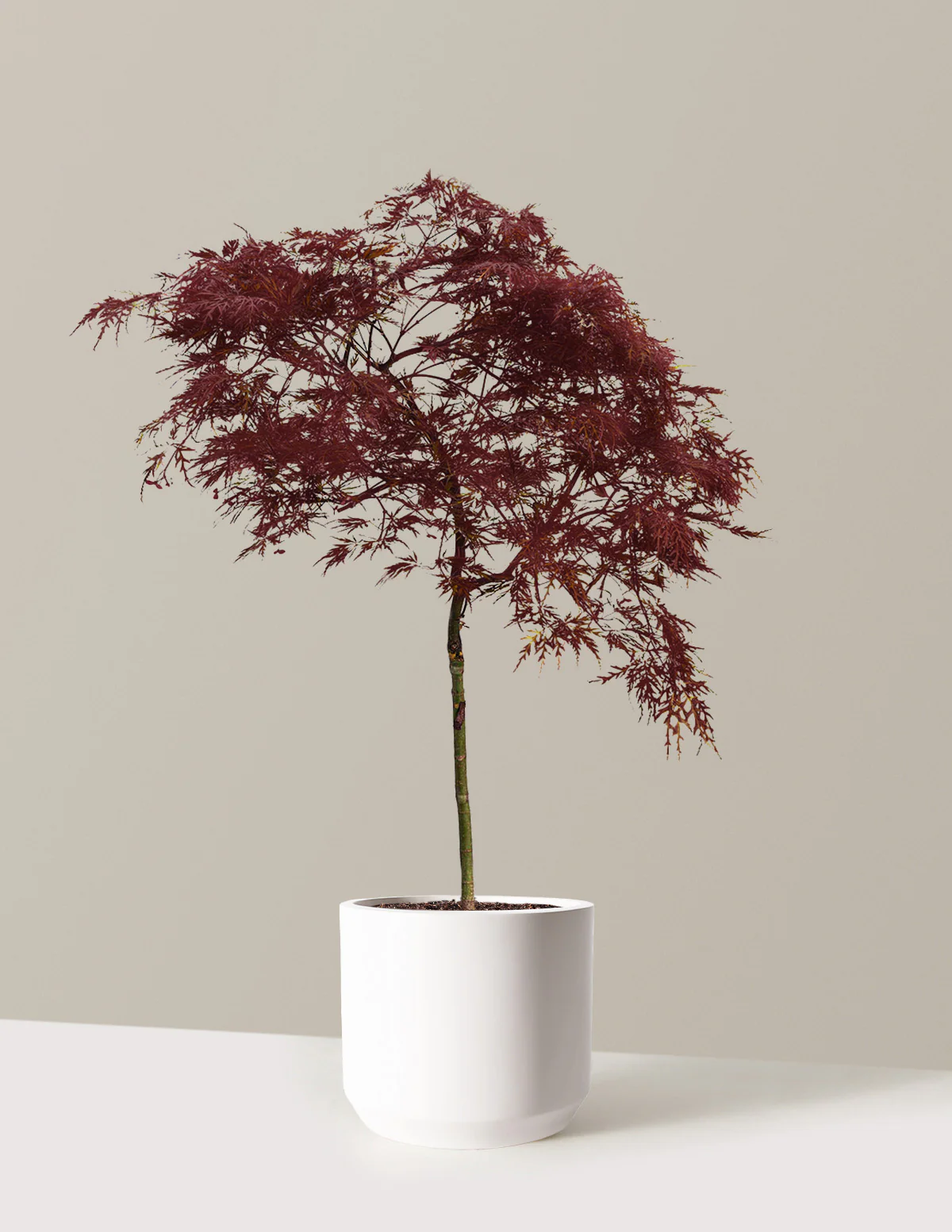 Red Dragon Japanese Maple Tree - Image 8