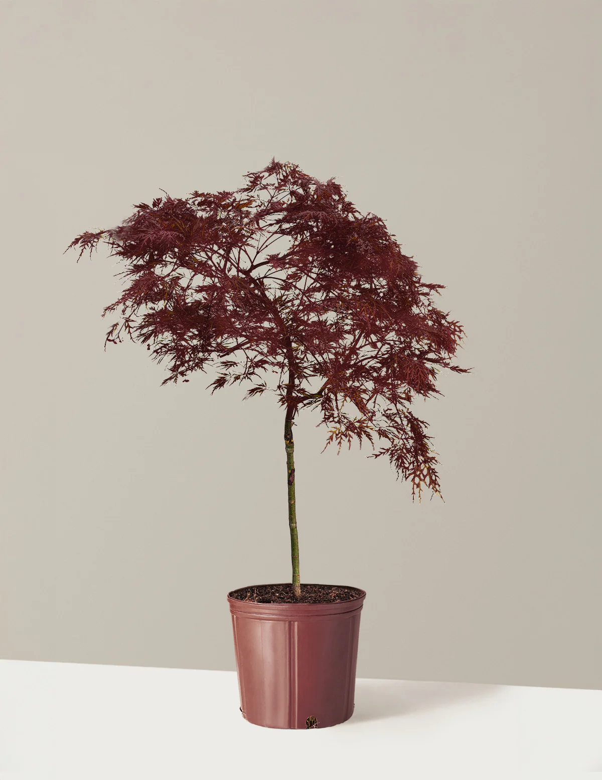 Red Dragon Japanese Maple Tree - Image 9