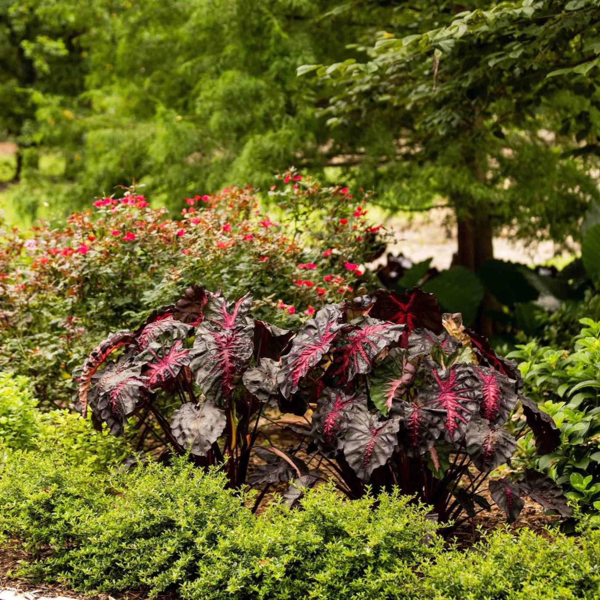 Redemption™ Colocasia - Image 3