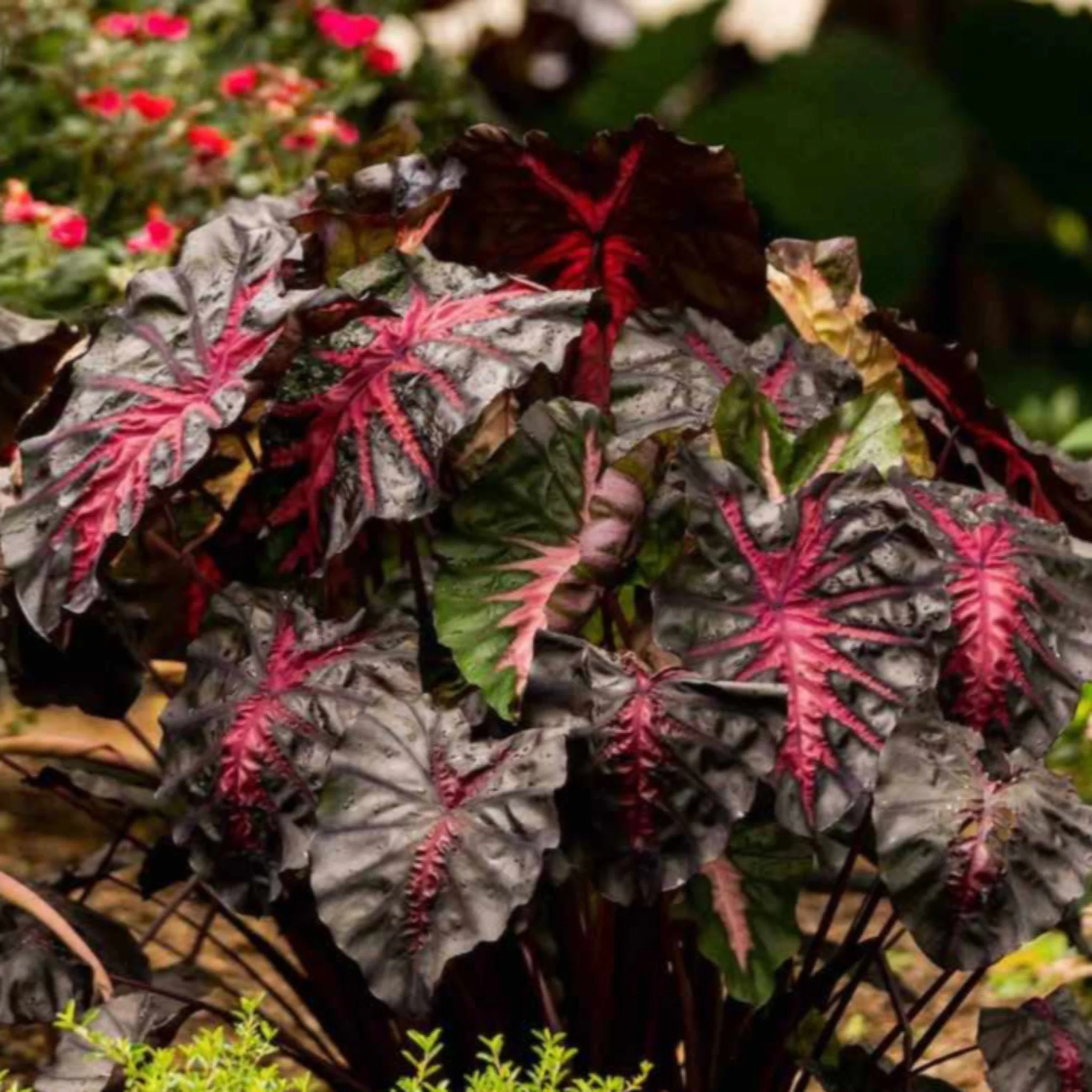 Redemption™ Colocasia - Image 4