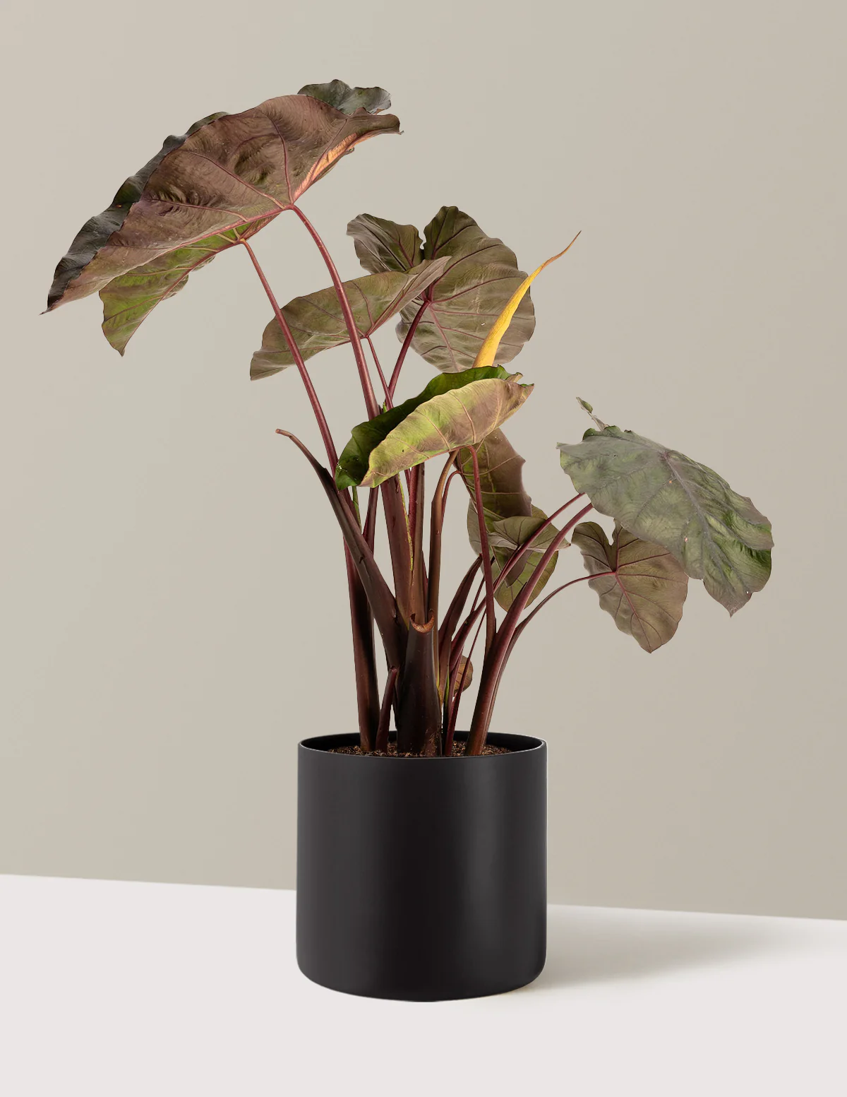Redemption™ Colocasia - Image 5