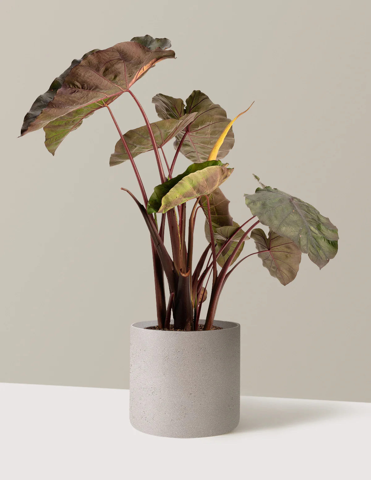 Redemption™ Colocasia - Image 6