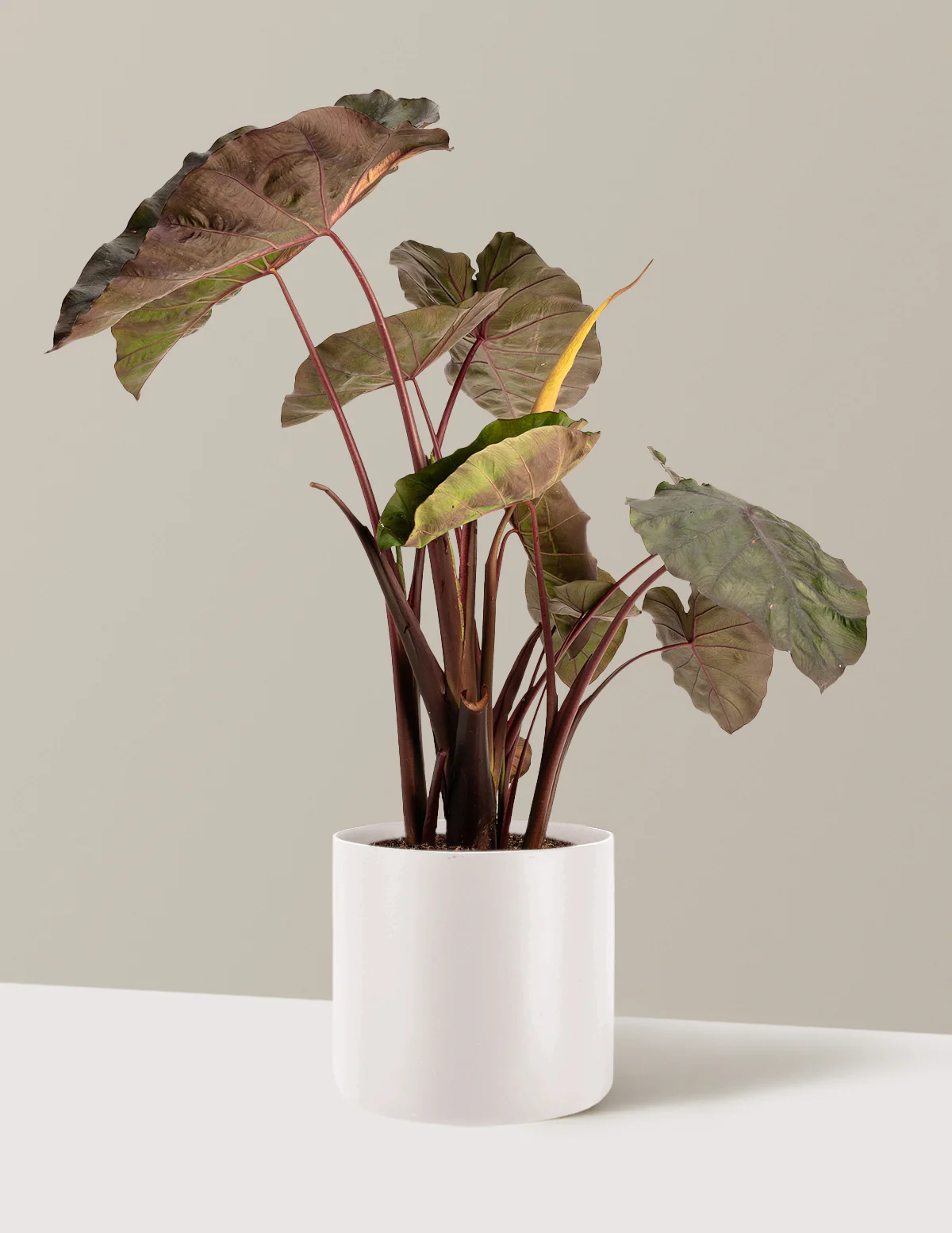 Redemption™ Colocasia - Image 7