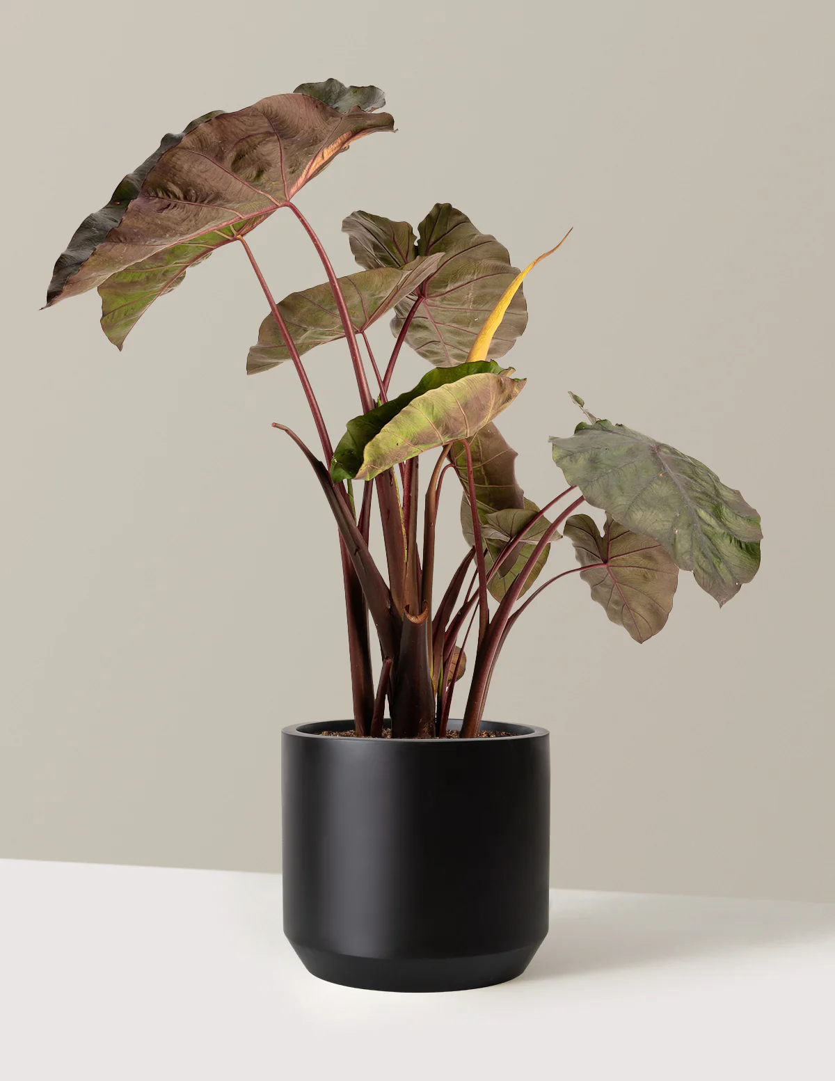Redemption™ Colocasia - Image 8
