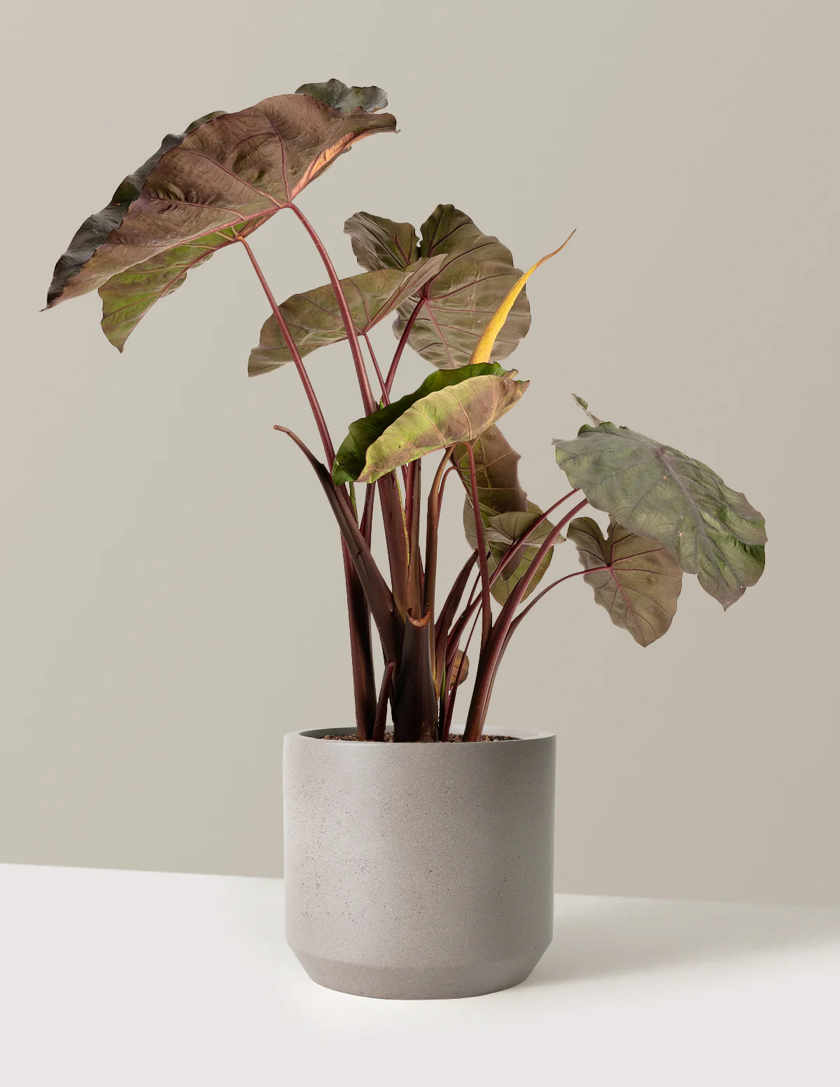 Redemption™ Colocasia - Image 9