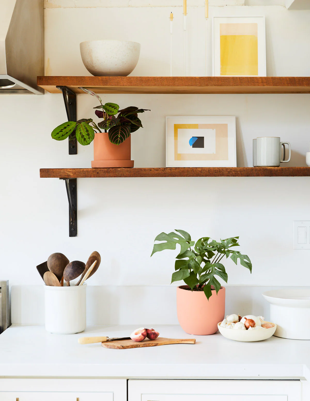 Rhaphidophora Monstera Ginny - Image 3