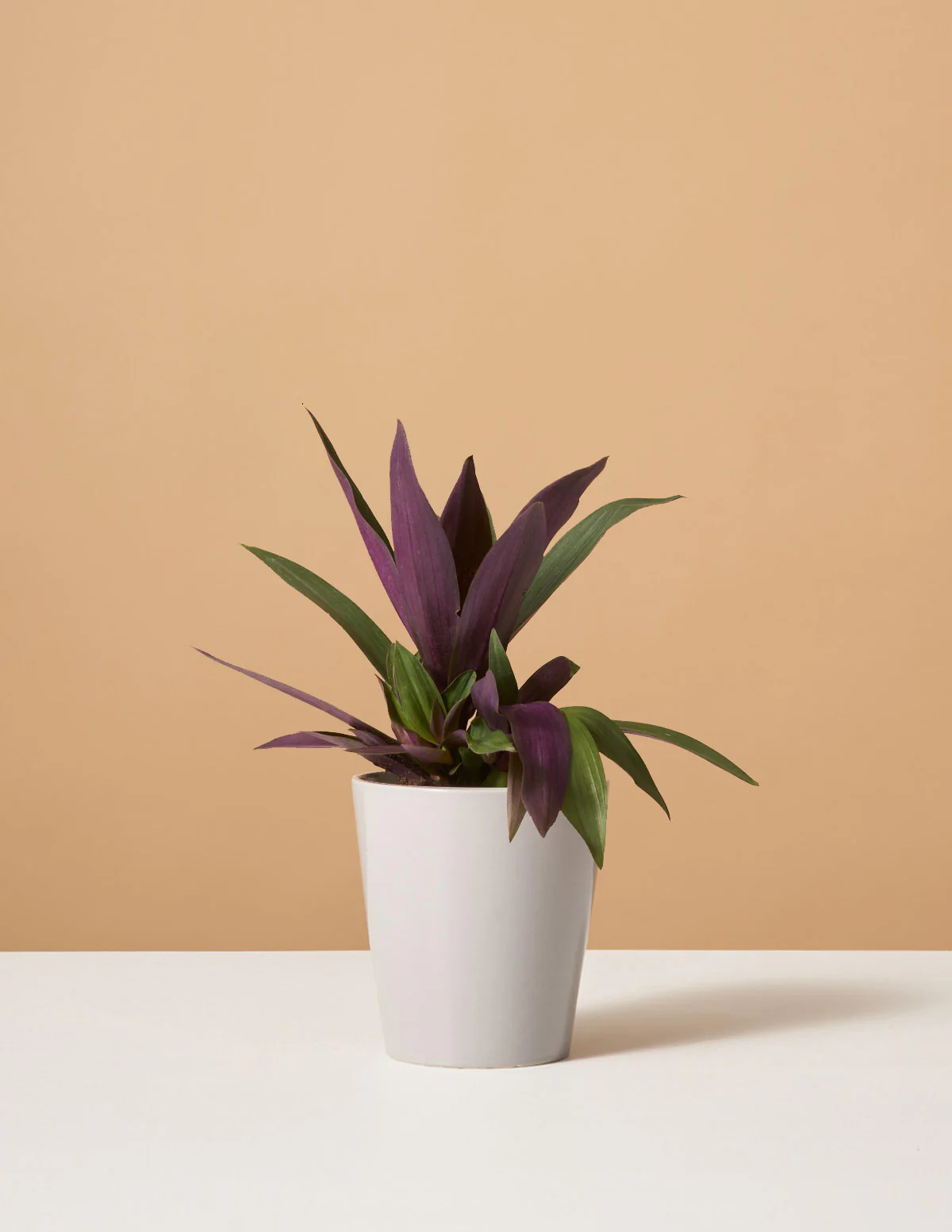 Rhoeo Discolor - Image 2