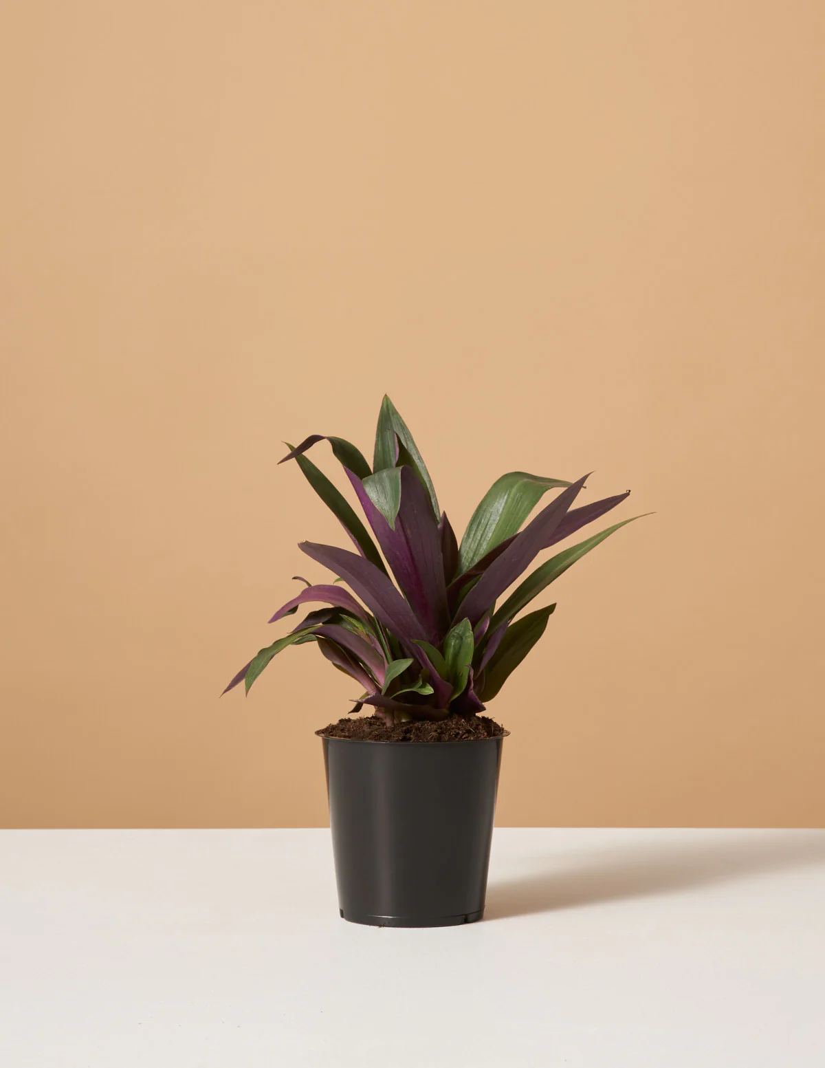 Rhoeo Discolor - Image 3