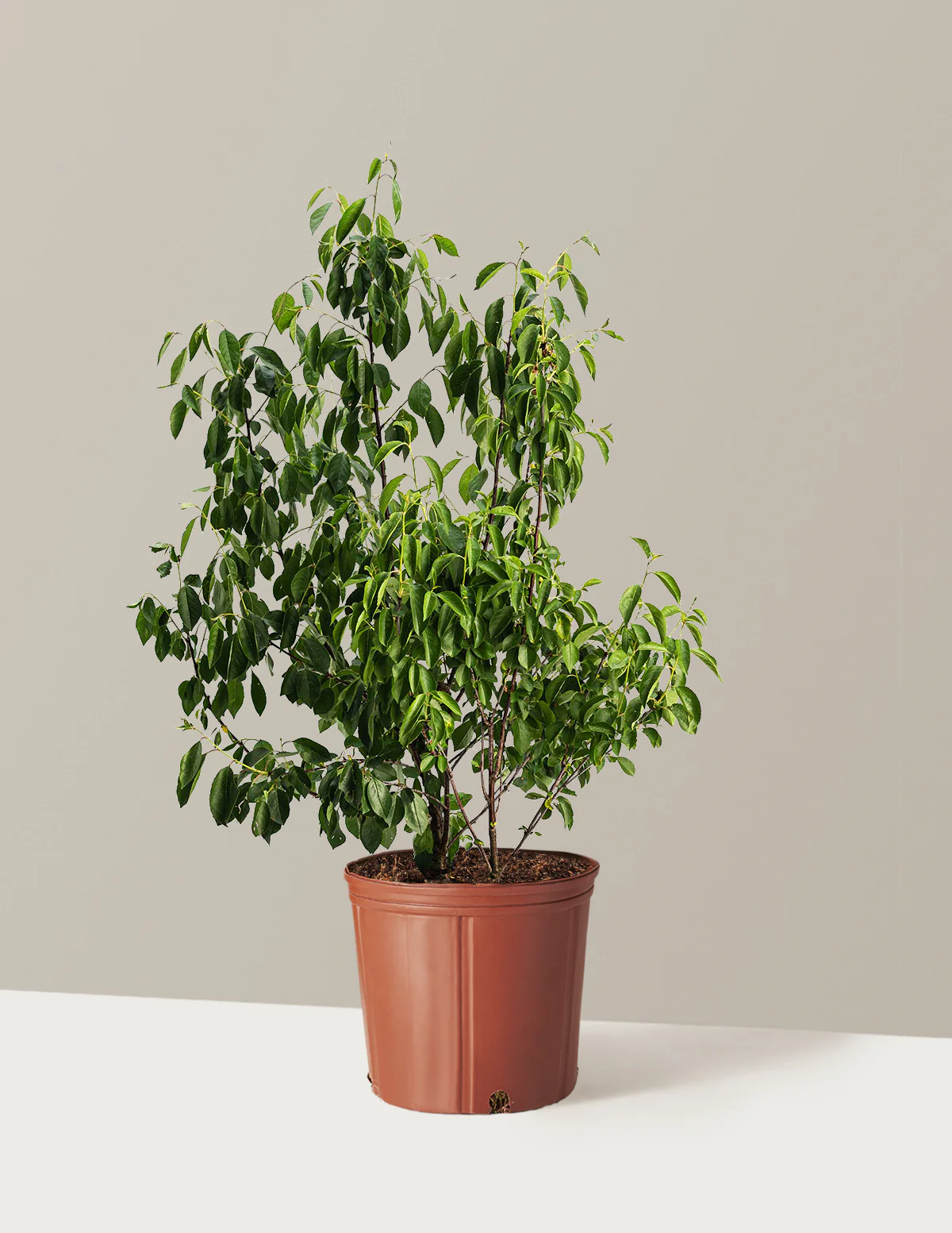 Romeo Cherry Tree - Image 3