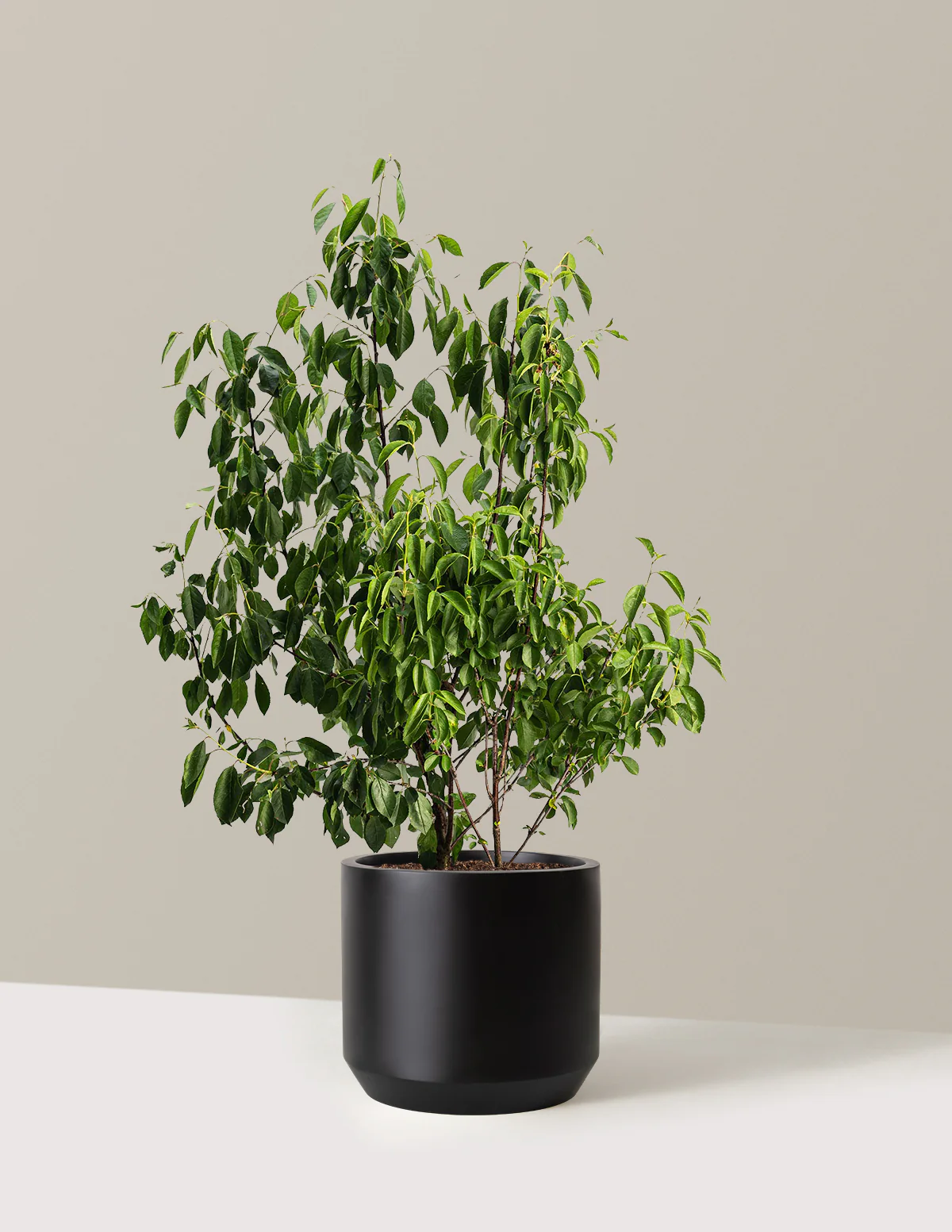 Romeo Cherry Tree - Image 4