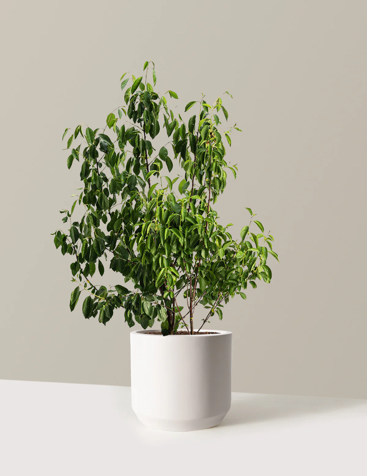 Romeo Cherry Tree - Image 5
