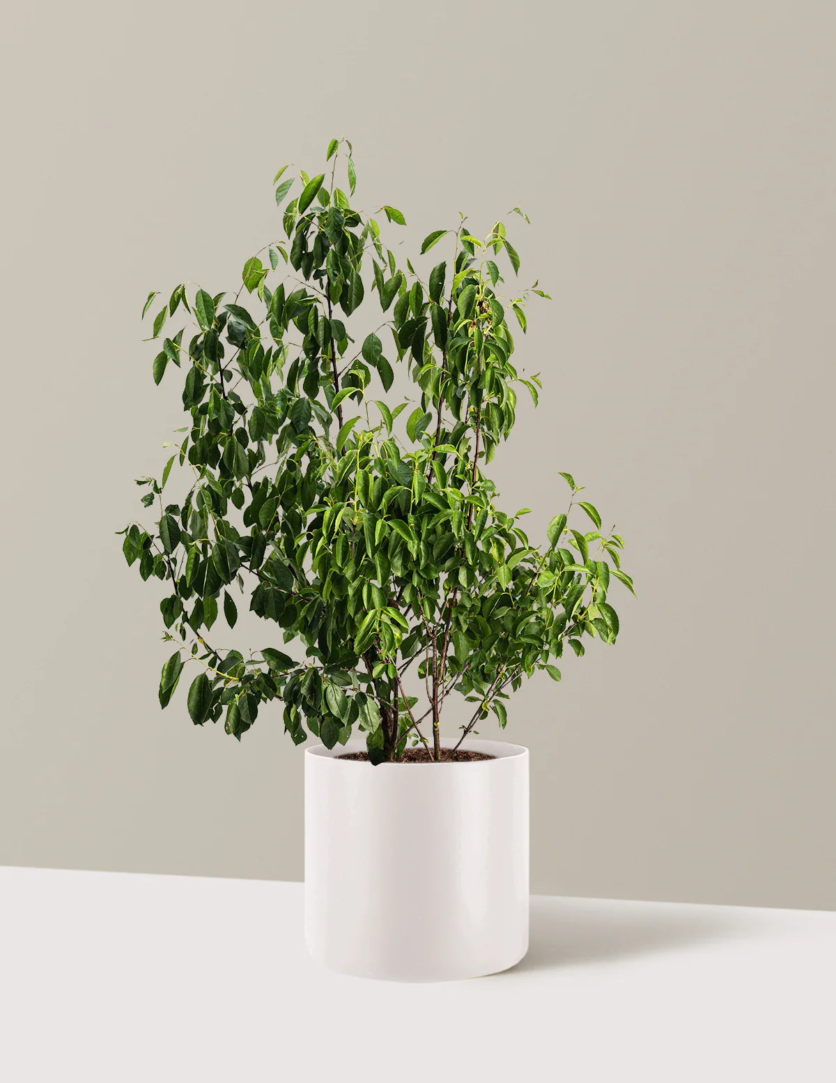 Romeo Cherry Tree - Image 6
