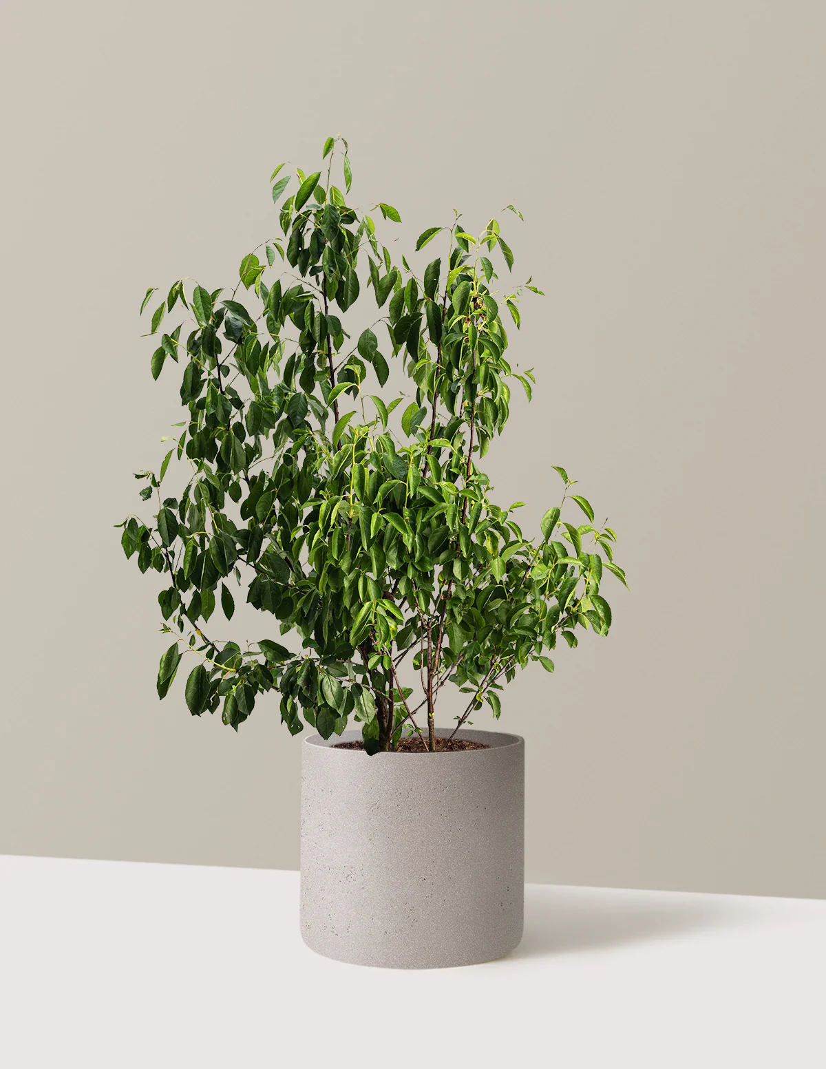 Romeo Cherry Tree - Image 7