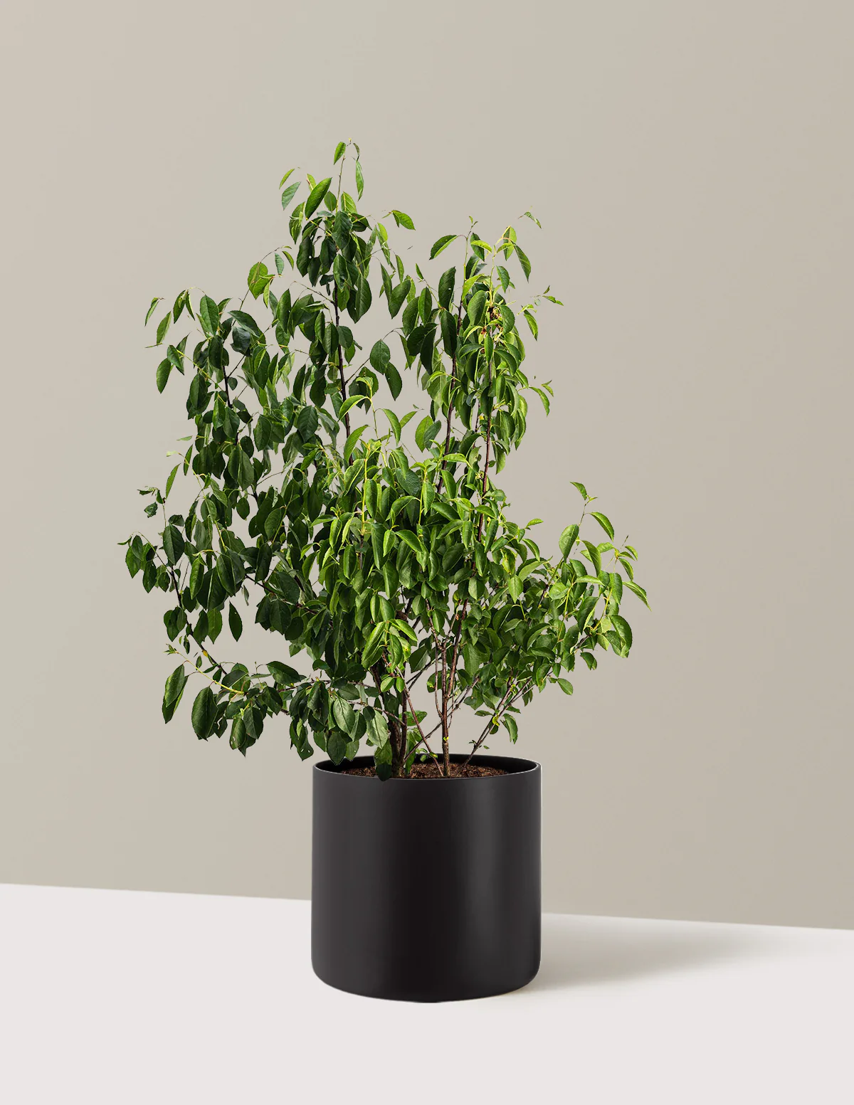 Romeo Cherry Tree - Image 8