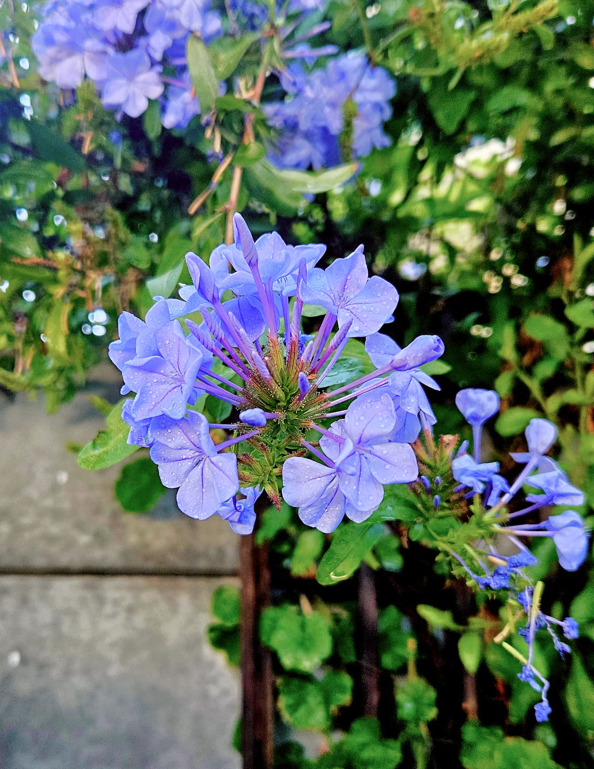 Royal Cape® Plumbago - Image 3