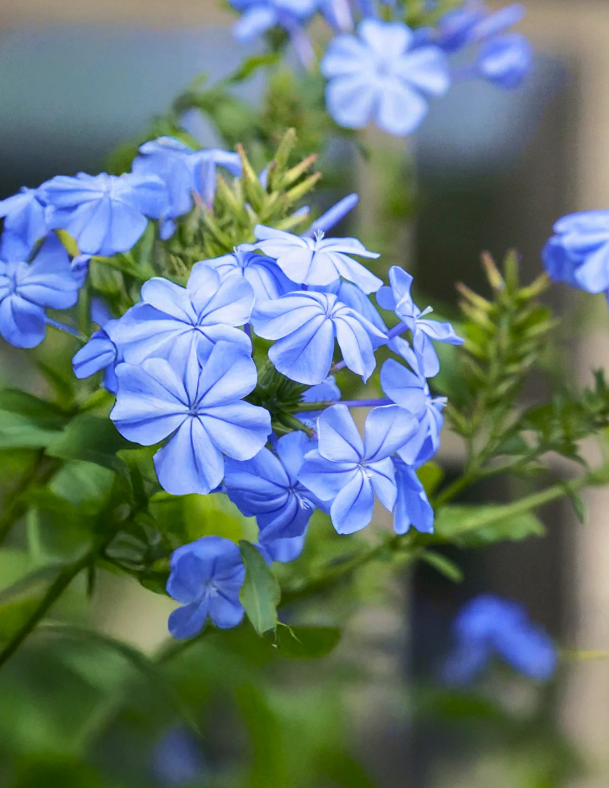 Royal Cape® Plumbago - Image 4