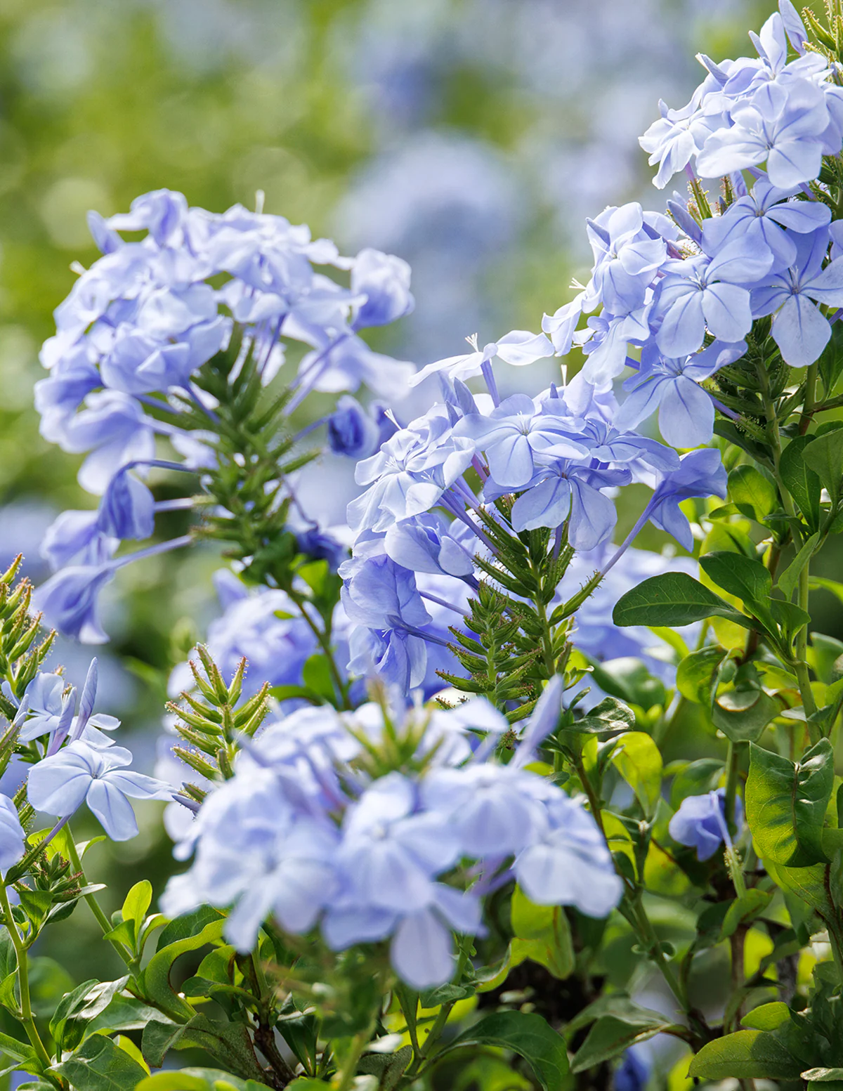 Royal Cape® Plumbago - Image 5