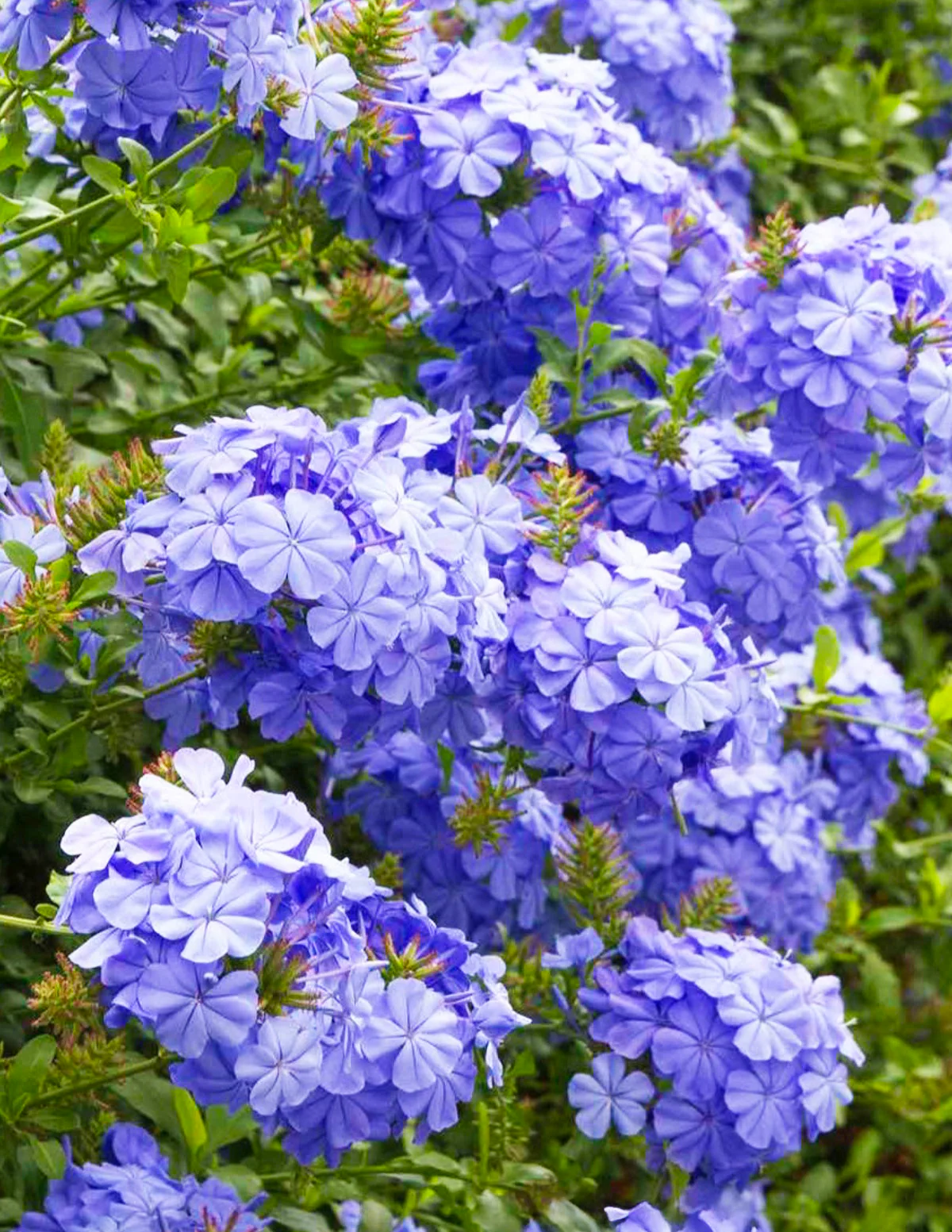 Royal Cape® Plumbago - Image 6
