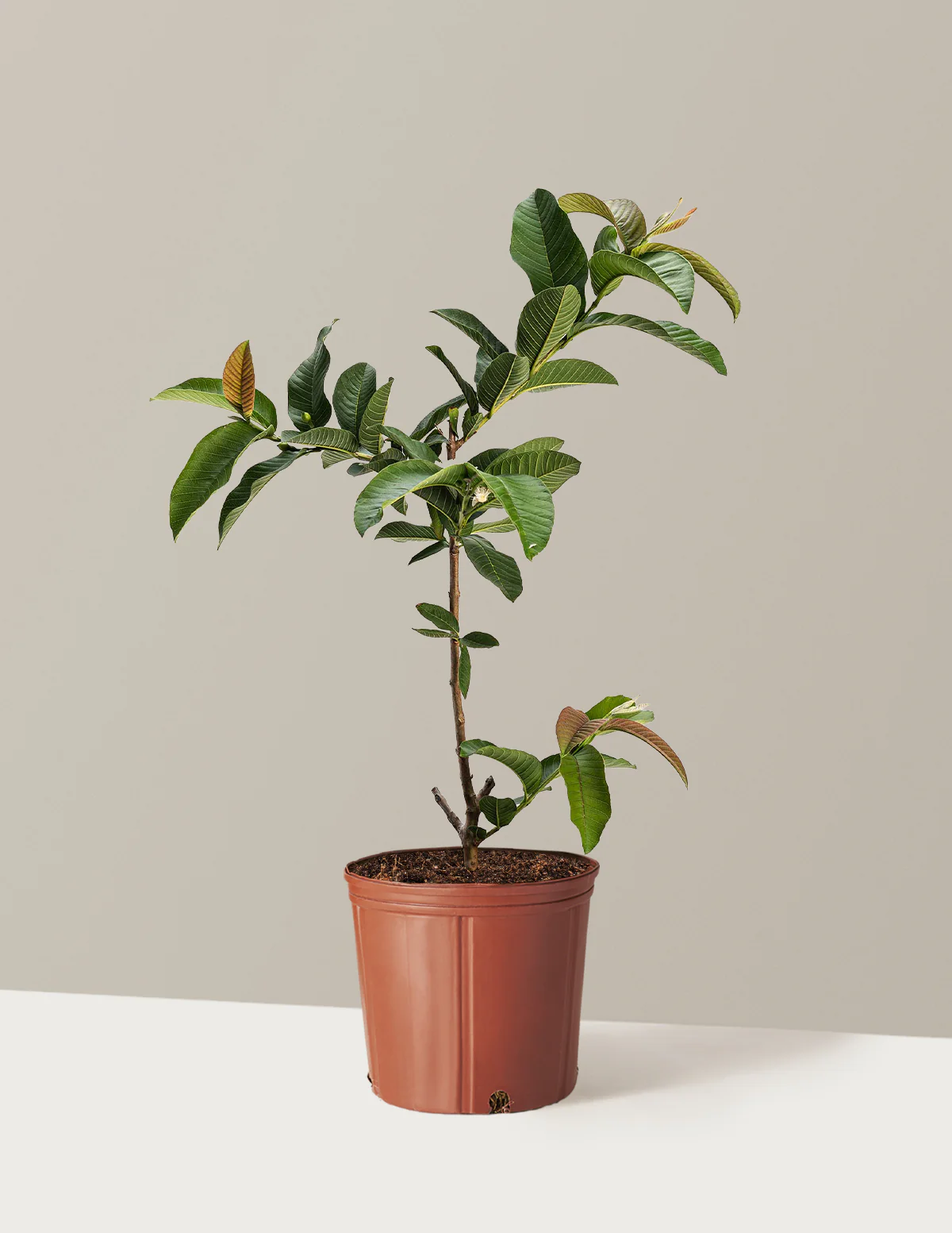 Ruby Supreme Guava Tree - Image 3
