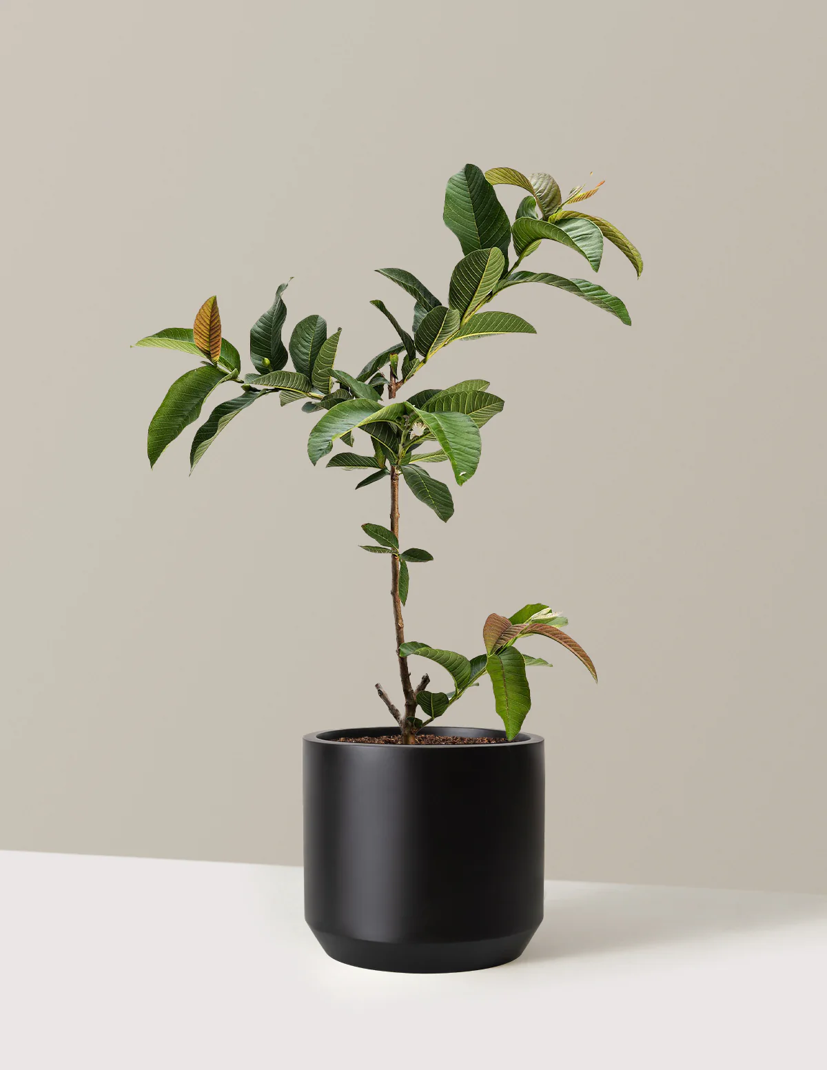 Ruby Supreme Guava Tree - Image 8