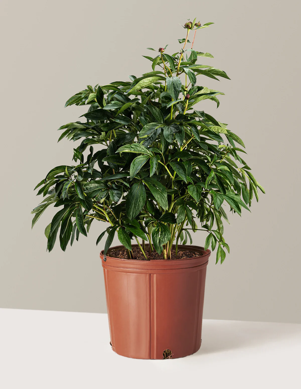 Sarah Bernhardt Peony - Image 3