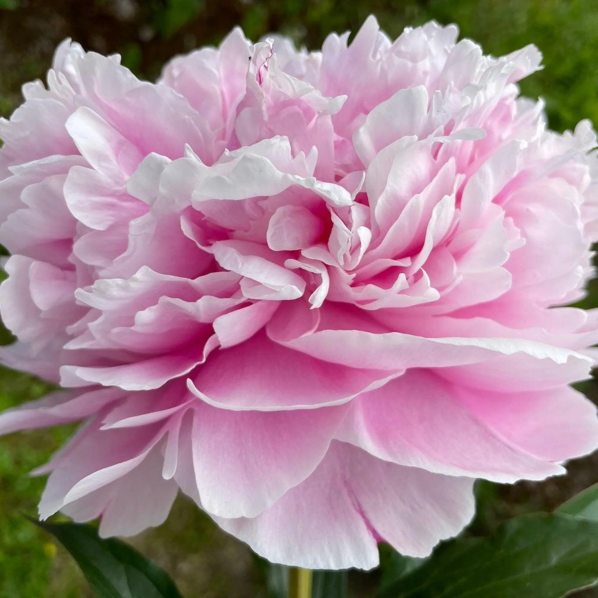 Sarah Bernhardt Peony - Image 4