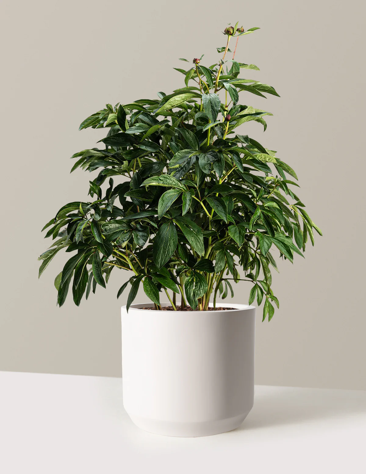 Sarah Bernhardt Peony - Image 7