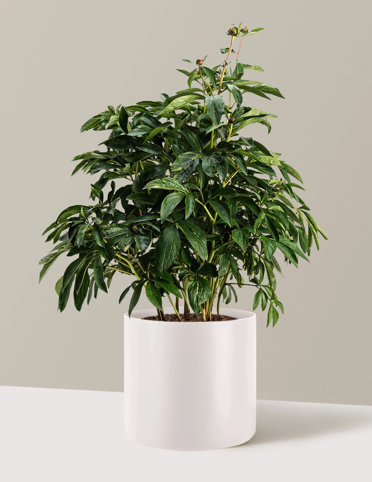 Sarah Bernhardt Peony - Image 8