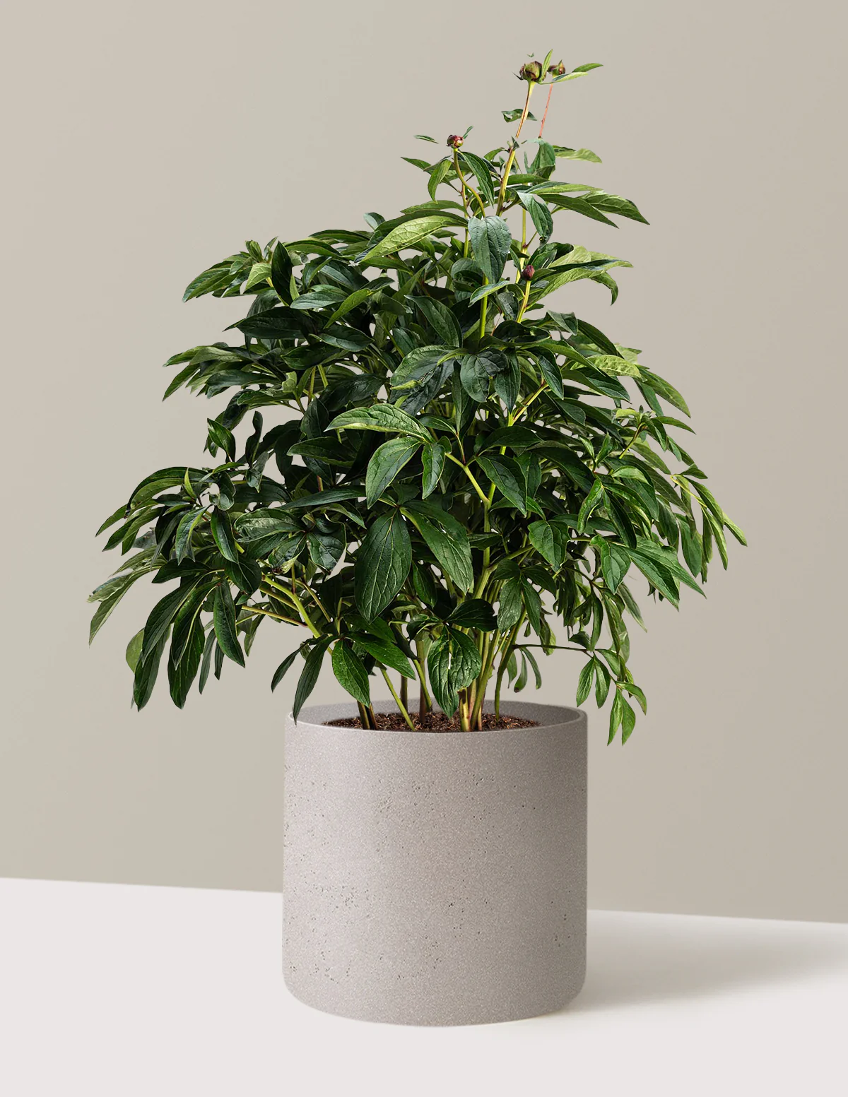 Sarah Bernhardt Peony - Image 9