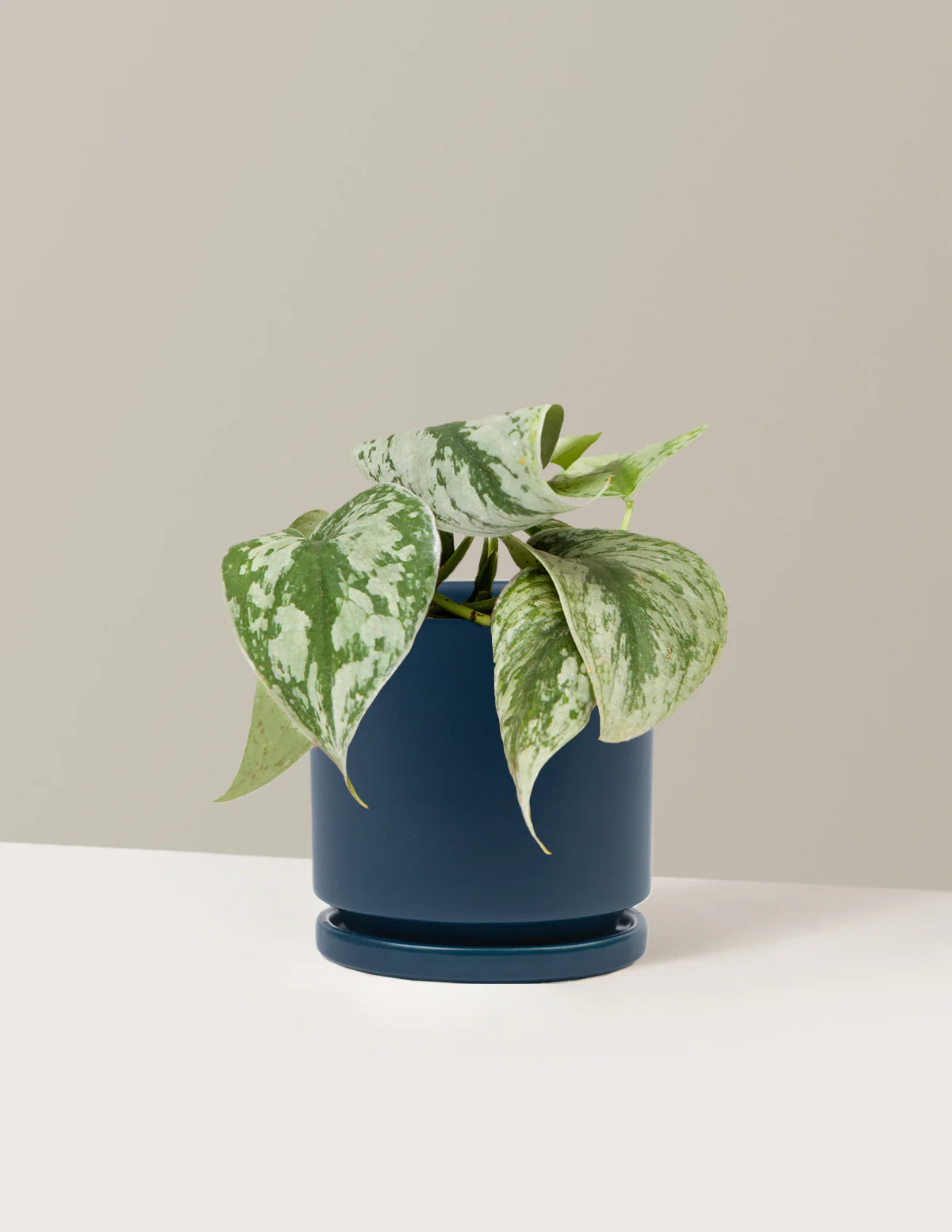 Satin Pothos - Image 21