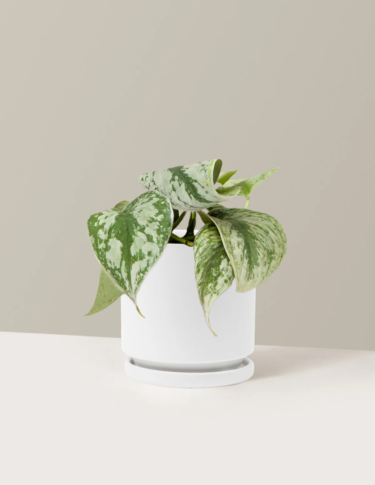 Satin Pothos - Image 24