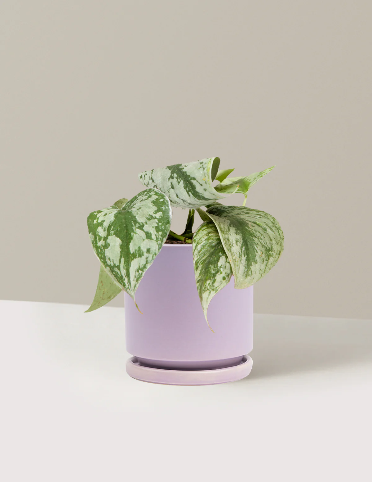 Satin Pothos - Image 28