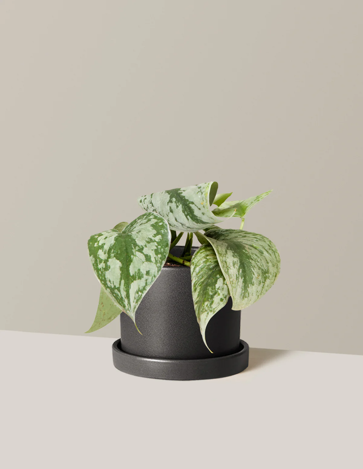 Satin Pothos - Image 33