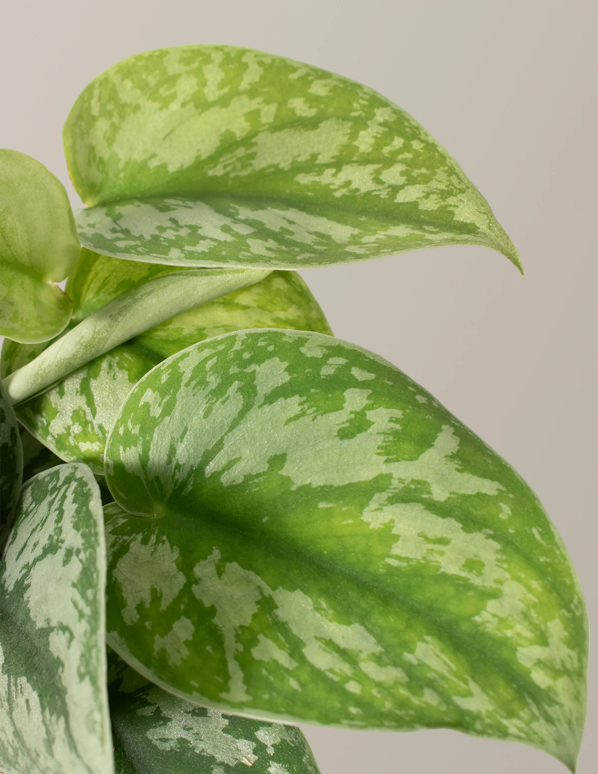 Satin Pothos - Image 6