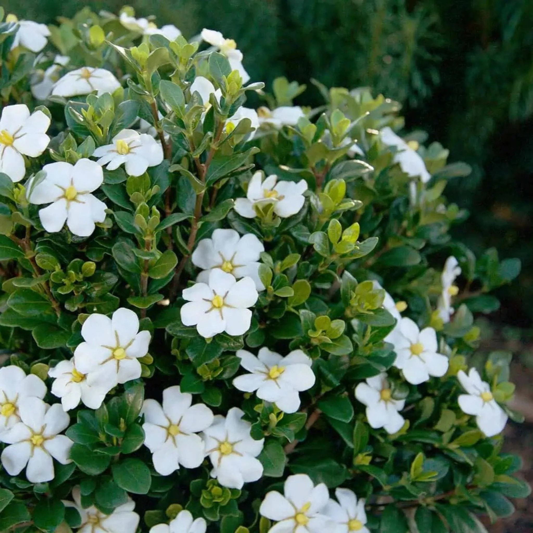 ScentAmazing® Gardenia - Image 10