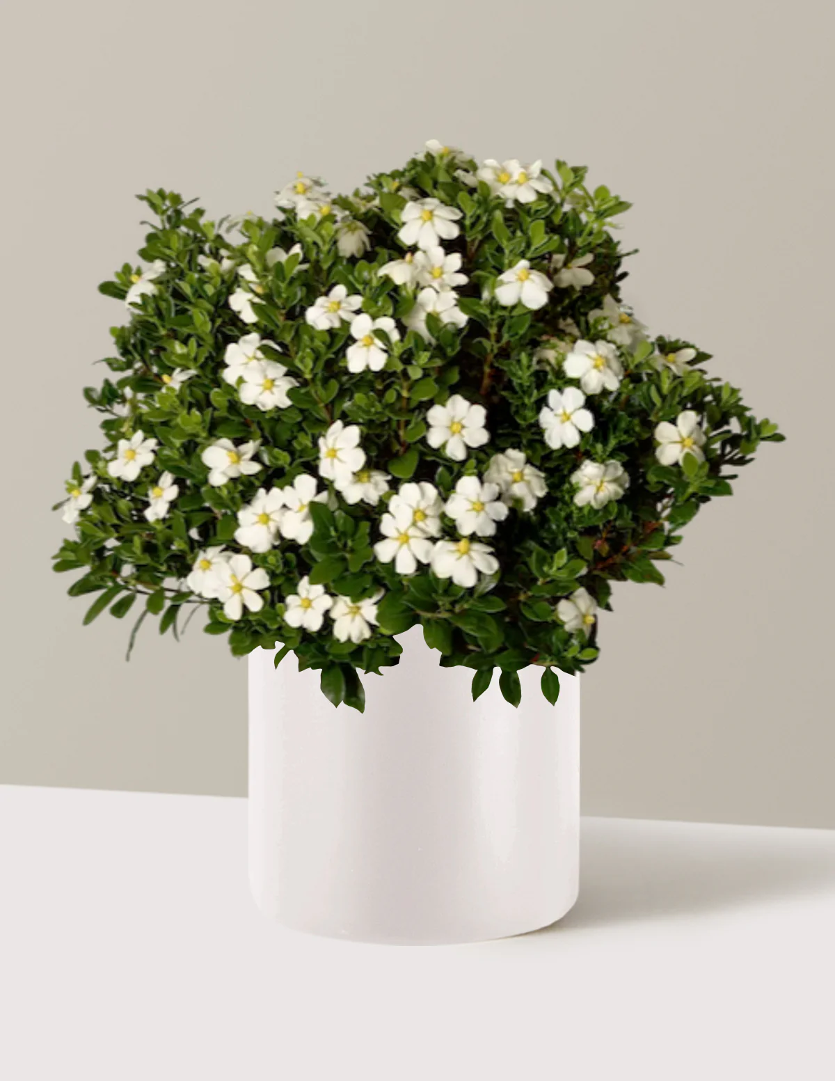ScentAmazing® Gardenia - Image 3