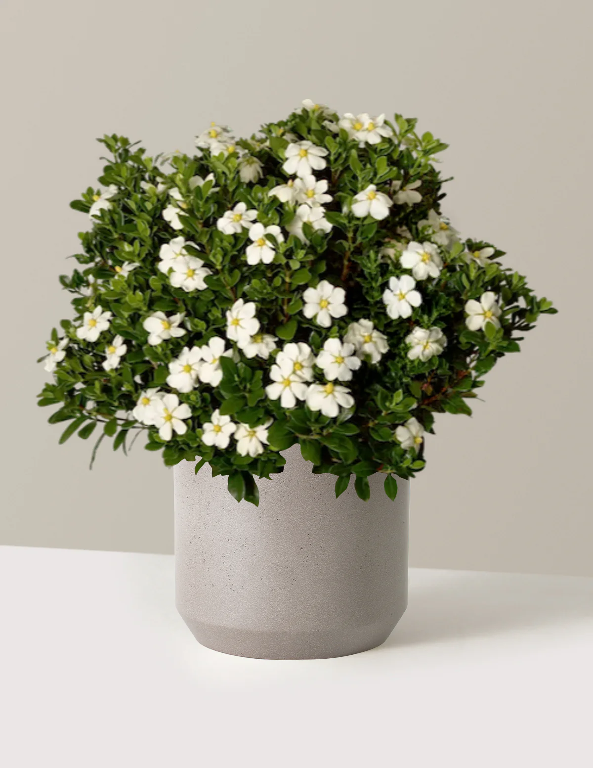 ScentAmazing® Gardenia - Image 4