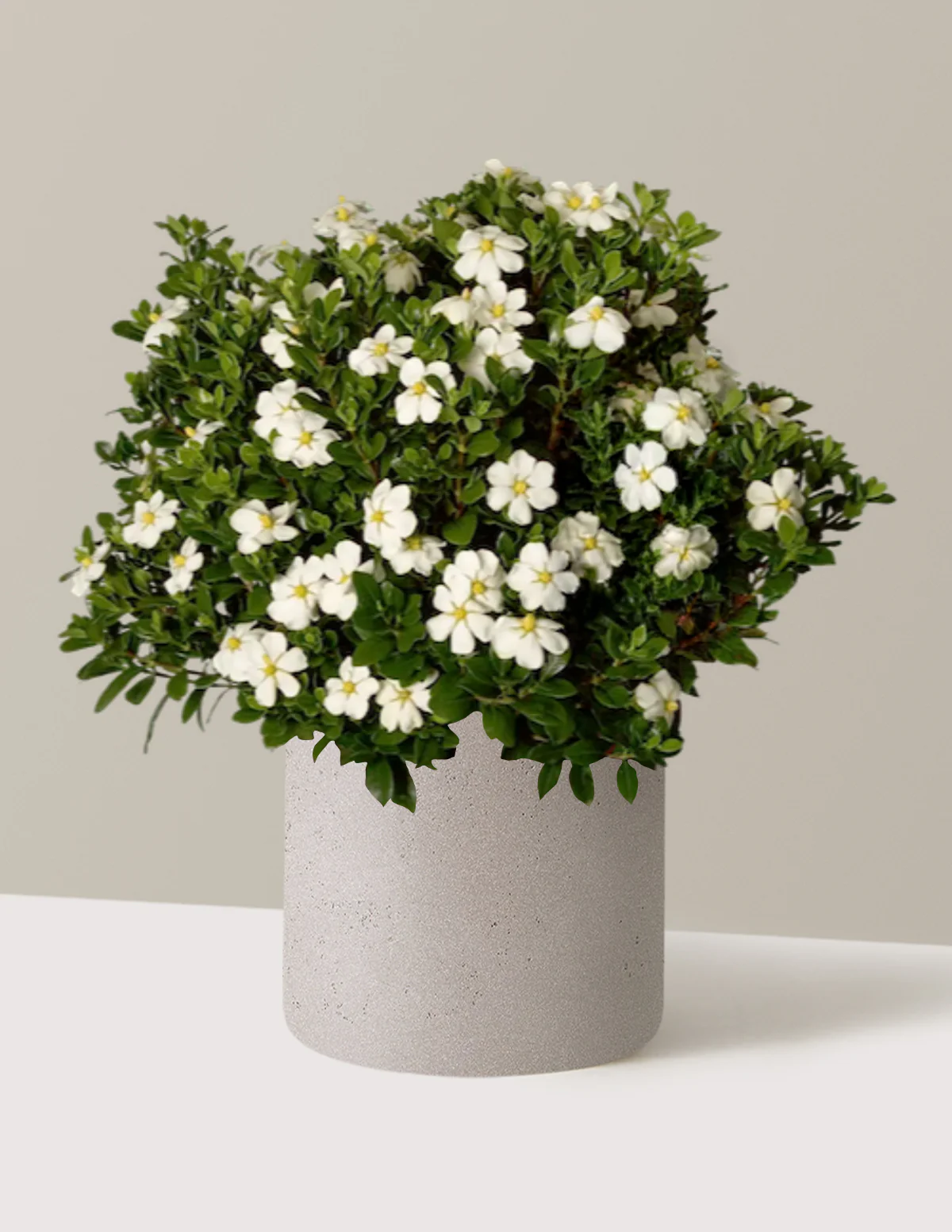 ScentAmazing® Gardenia - Image 5